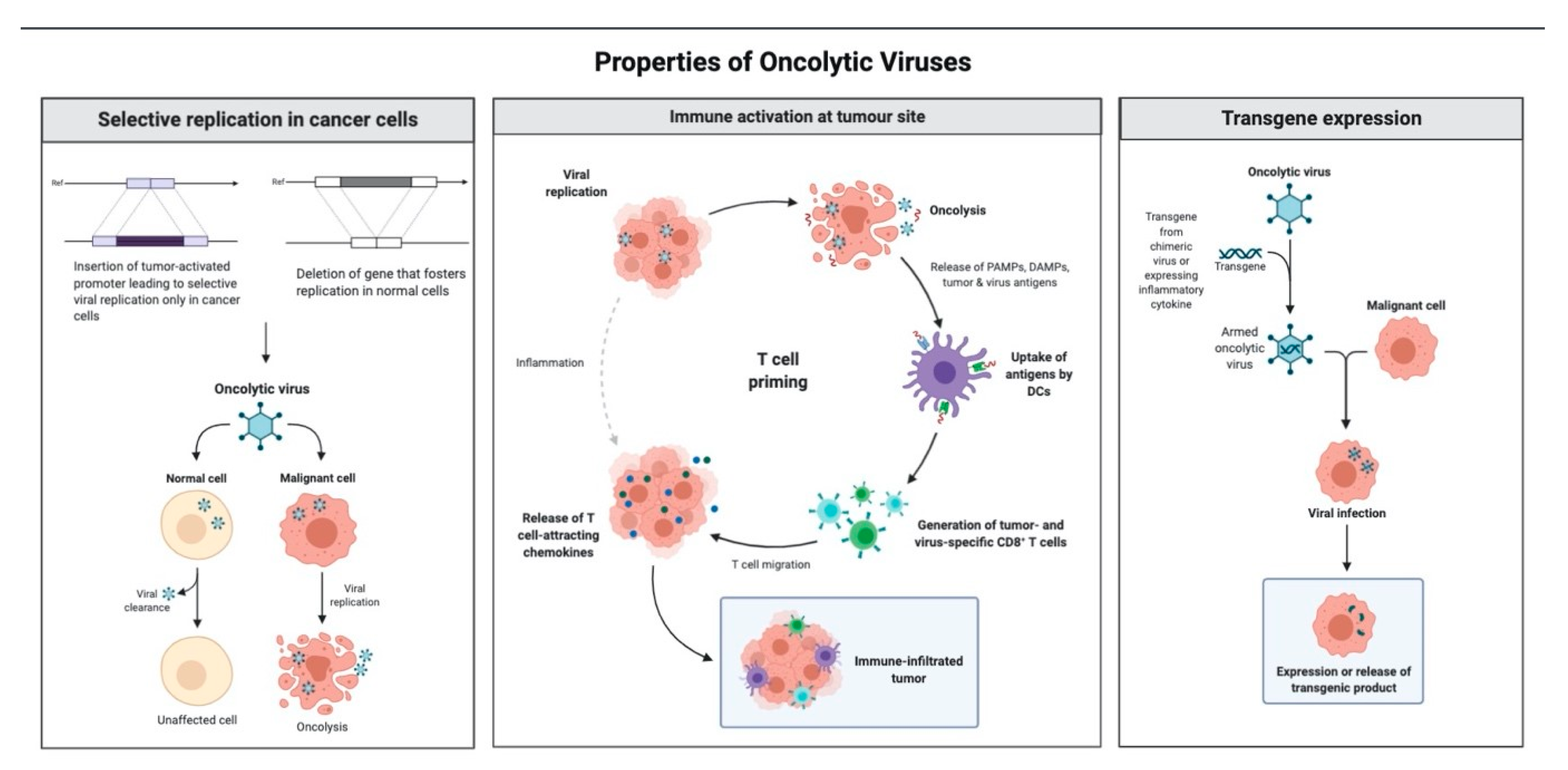 Virus et Cancer