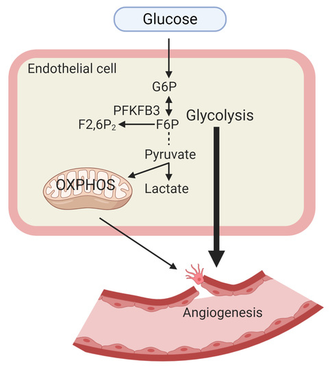 Biomedicines Free Full Text Endothelial Cell Glucose Metabolism And Angiogenesis