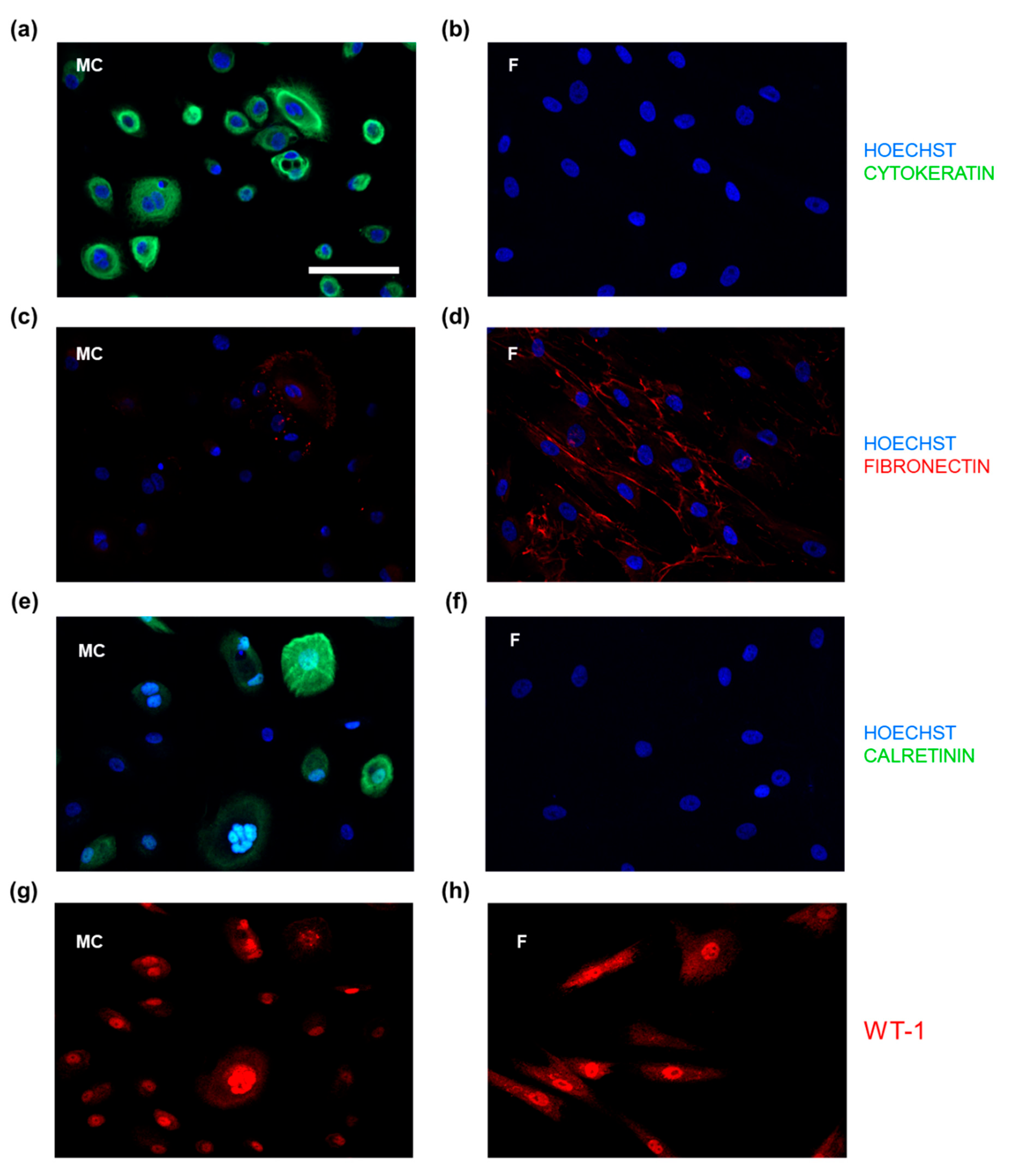 Biomedicines 09 00176 g002