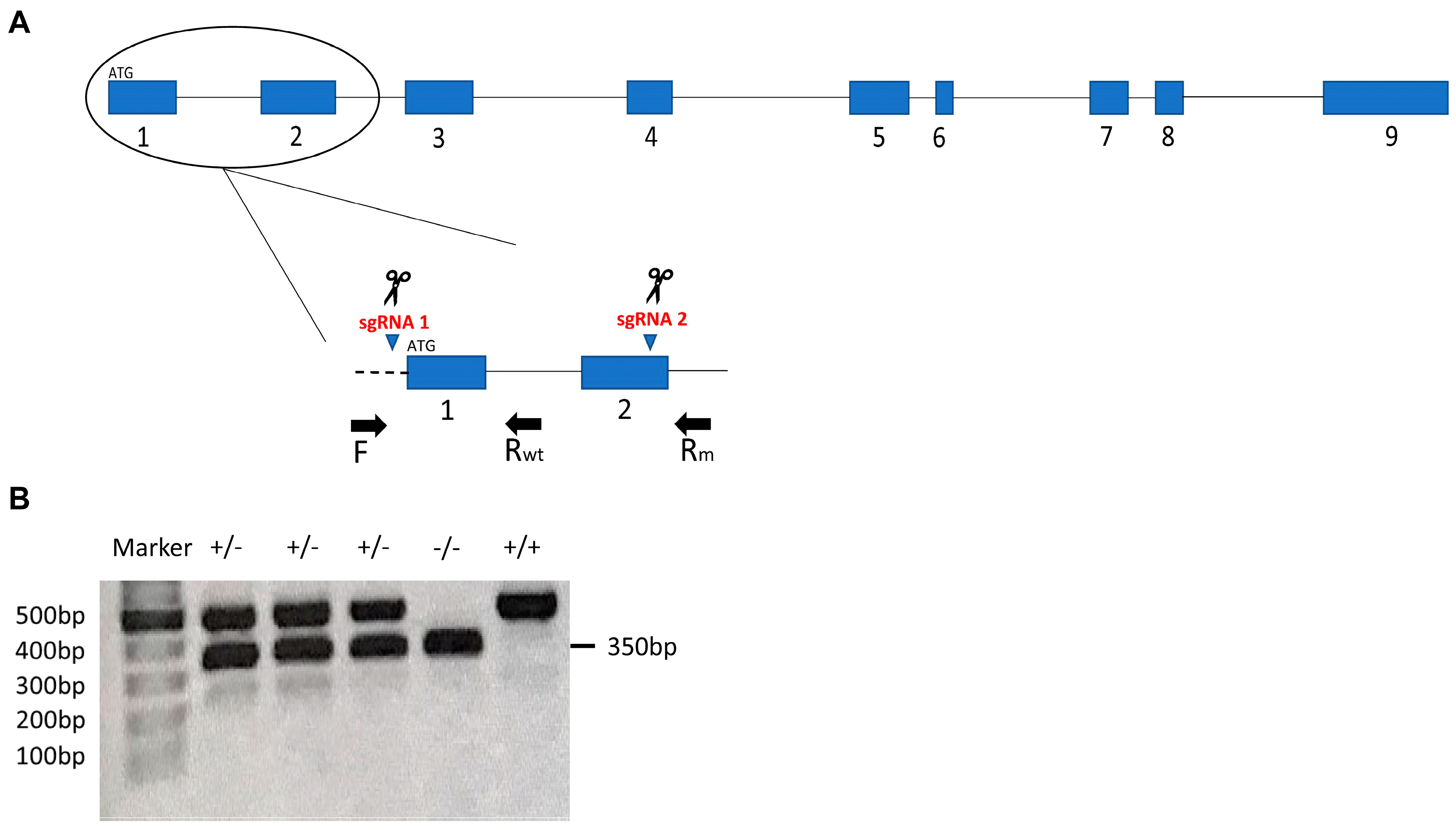 Biomedicines 09 00205 g001 Biomedicines 09 00205 g001
