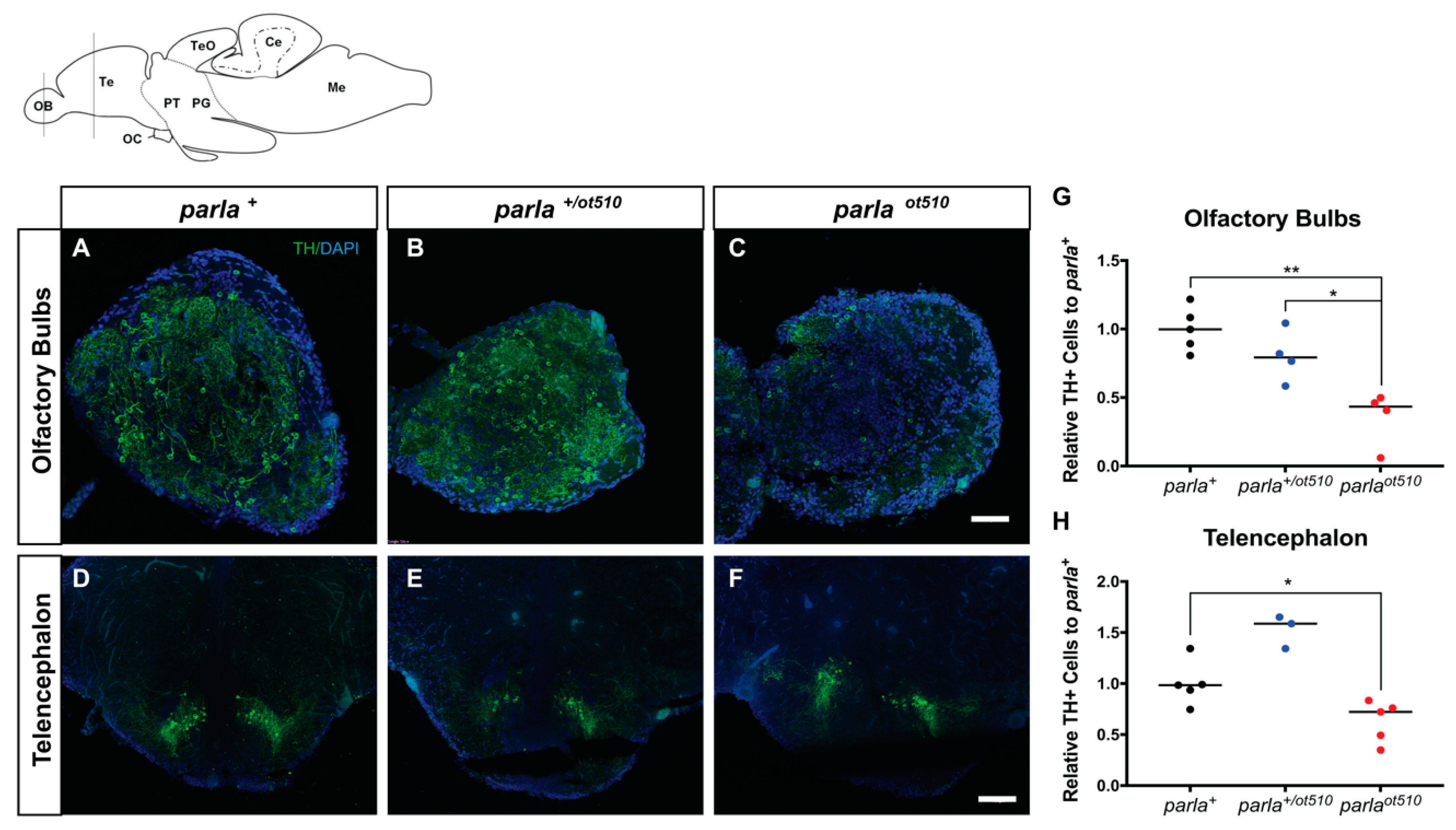 Biomedicines 09 00205 g003 Biomedicines 09 00205 g003