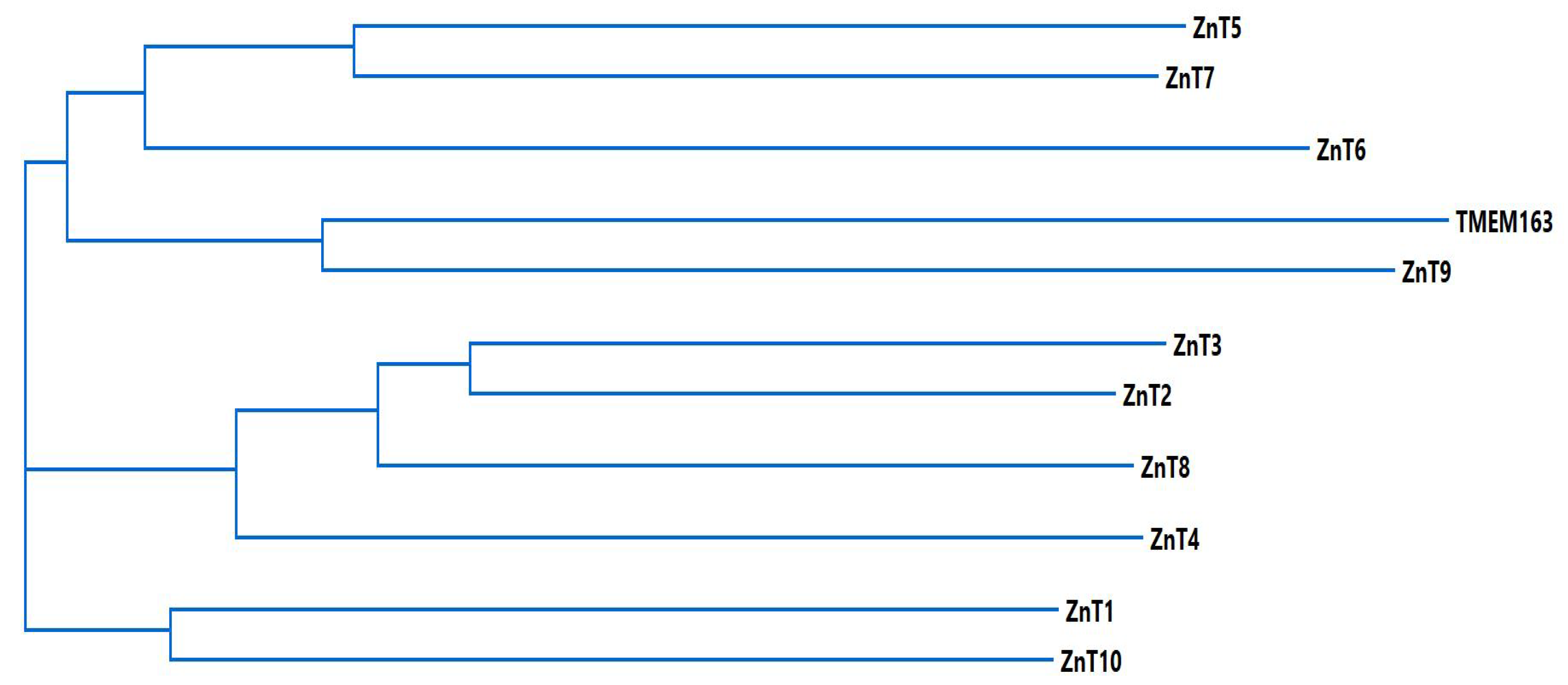 Biomedicines Free Full Text Transmembrane 163 Tmem163 Protein A New Member Of The Zinc Efflux Transporter Family Html