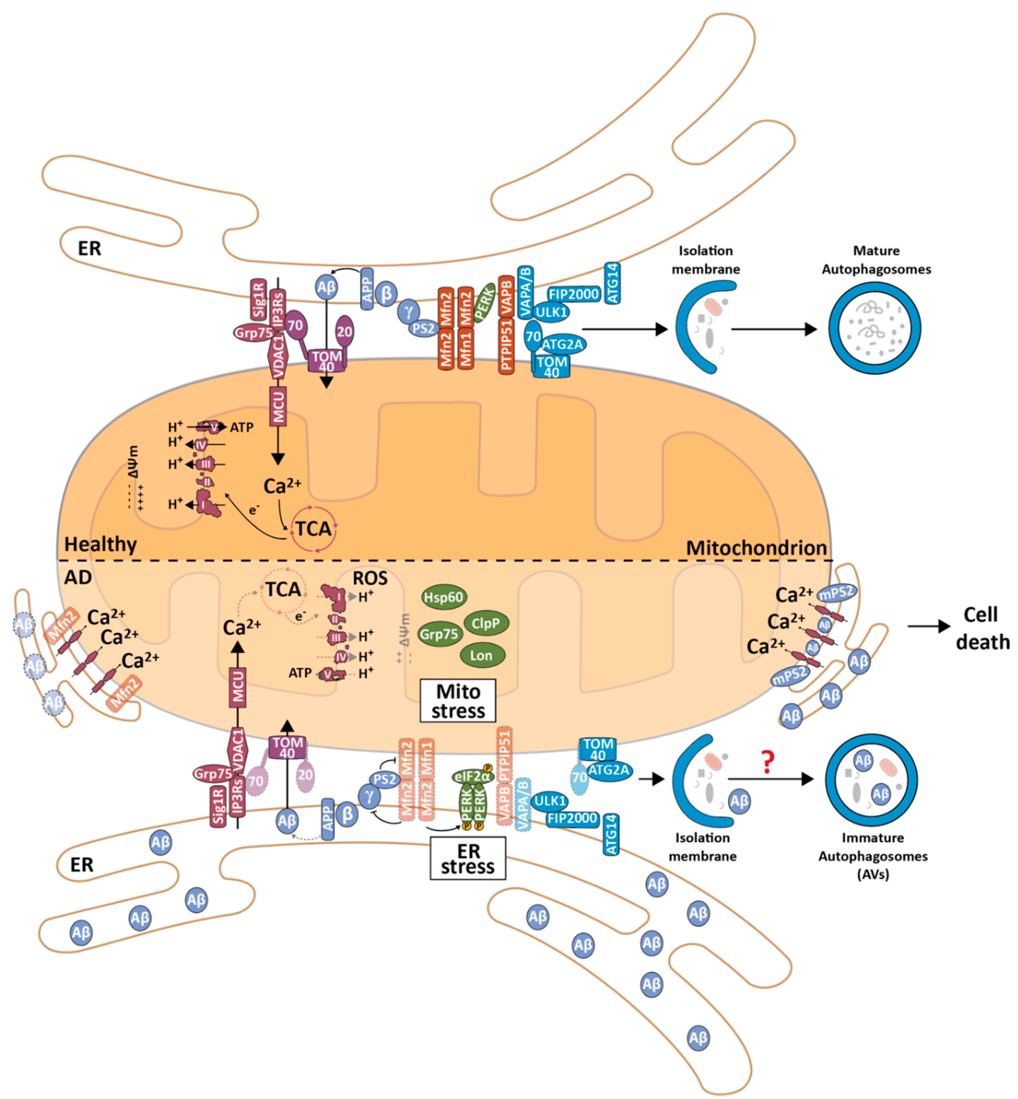 Biomedicines | Free Full-Text | Mind the Gap: Mitochondria and the  Endoplasmic Reticulum in Neurodegenerative Diseases