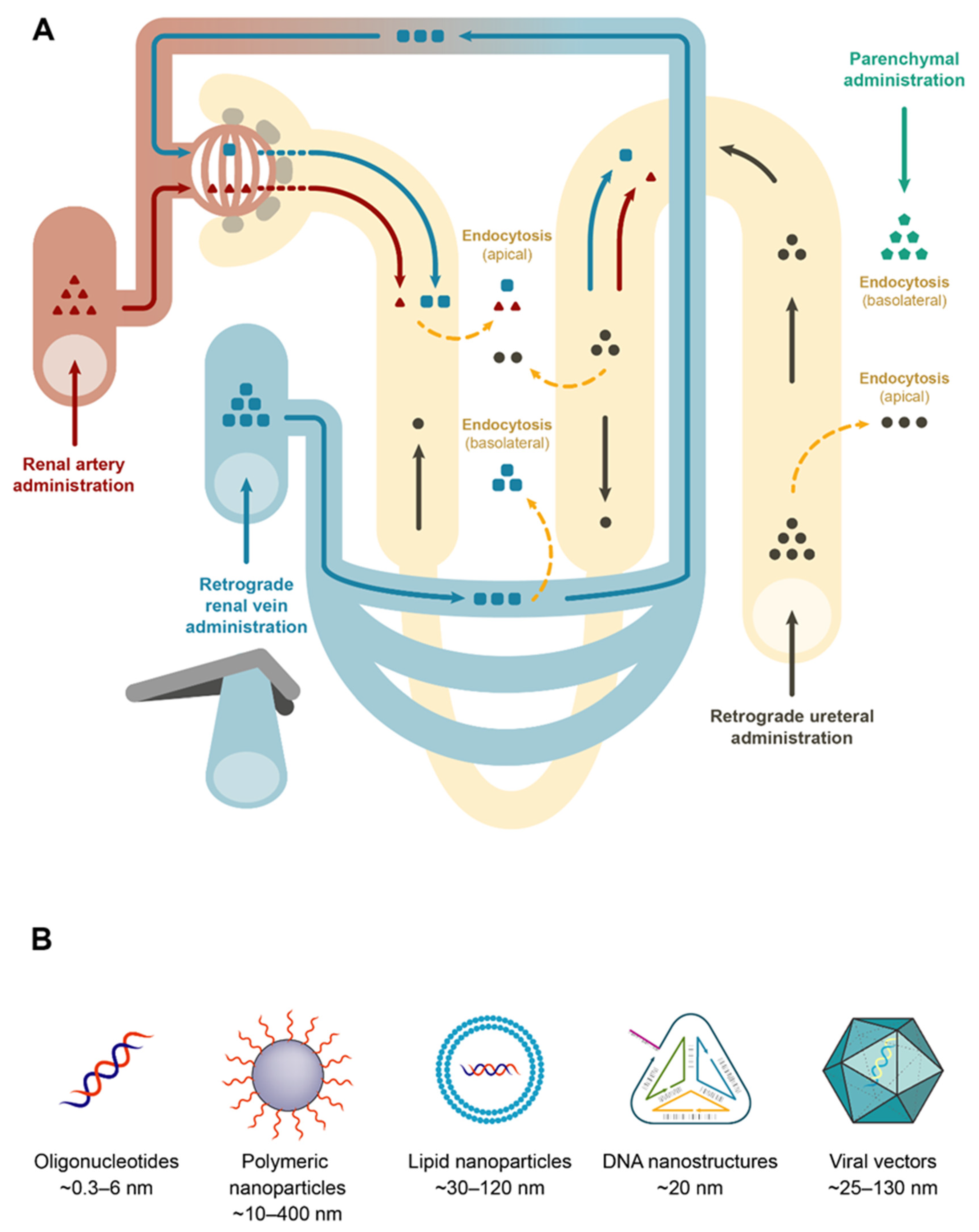Biomedicines 09 00303 g001