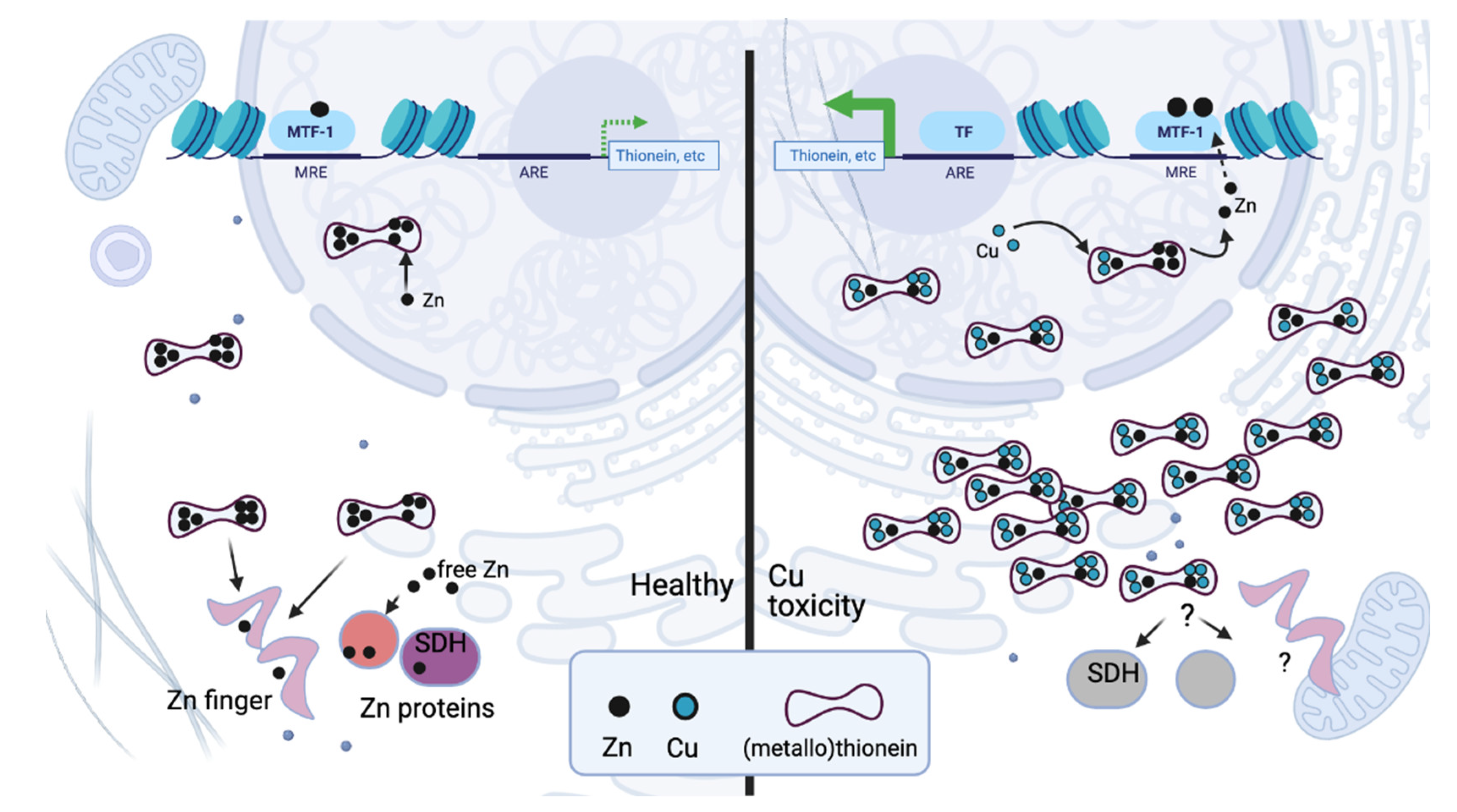 Biomedicines 09 00316 g001 Biomedicines 09 00316 g001