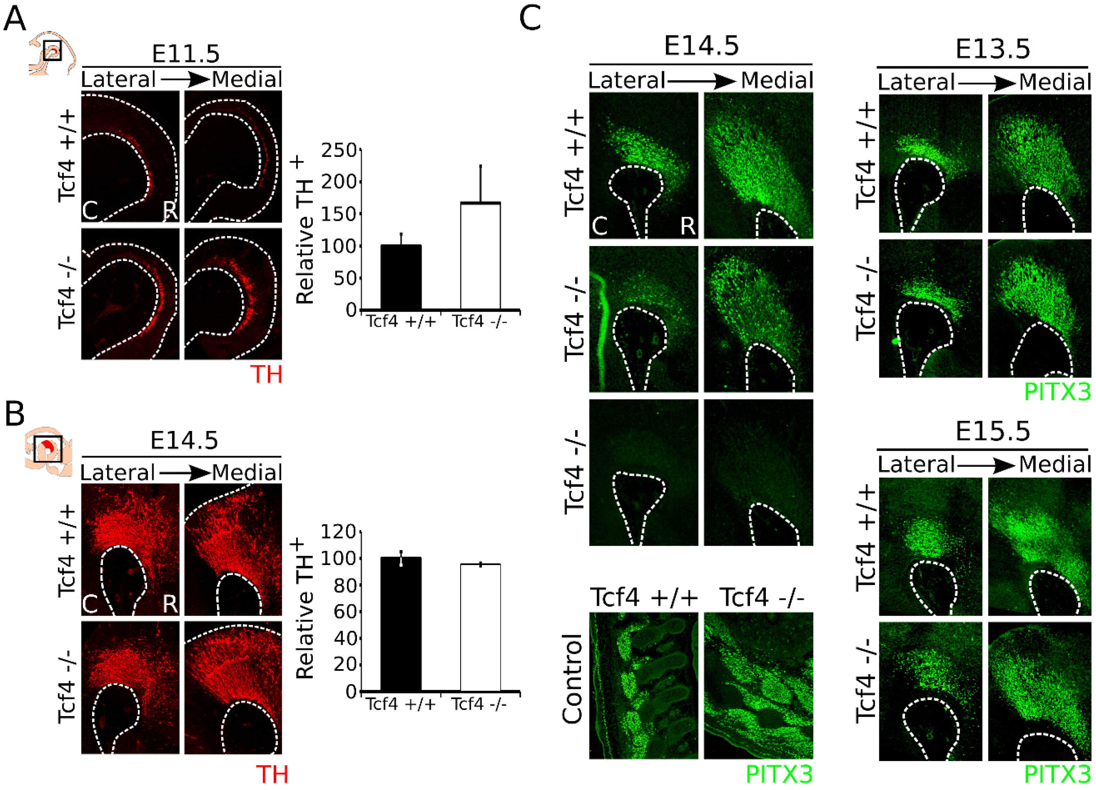 Biomedicines 09 00317 g002 Biomedicines 09 00317 g002