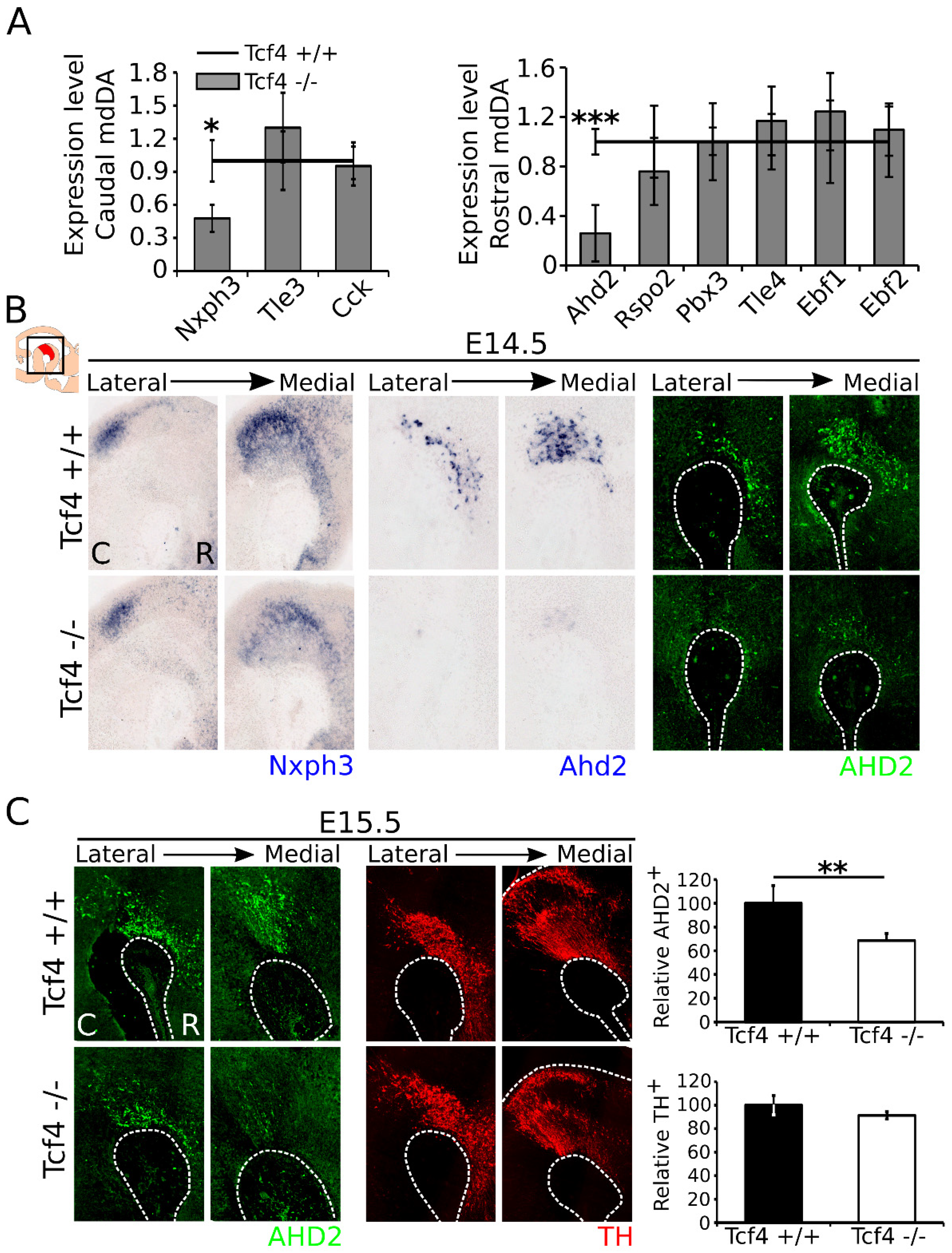 Biomedicines 09 00317 g003 Biomedicines 09 00317 g003