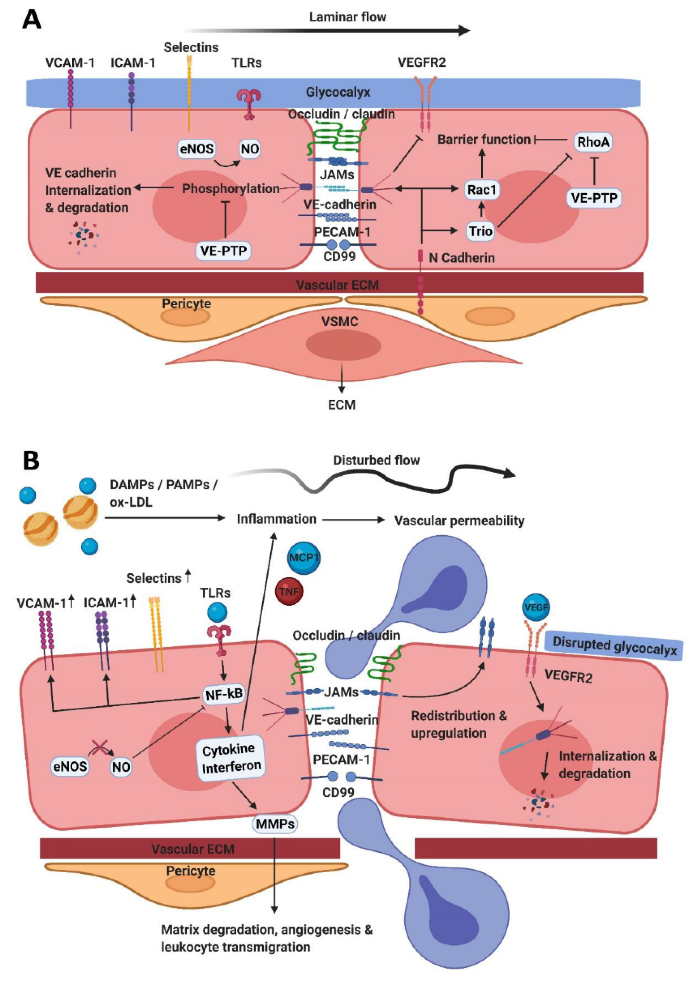 Biomedicines | Free Full-Text | Endothelial Barrier Function and Leukocyte  Transmigration in Atherosclerosis