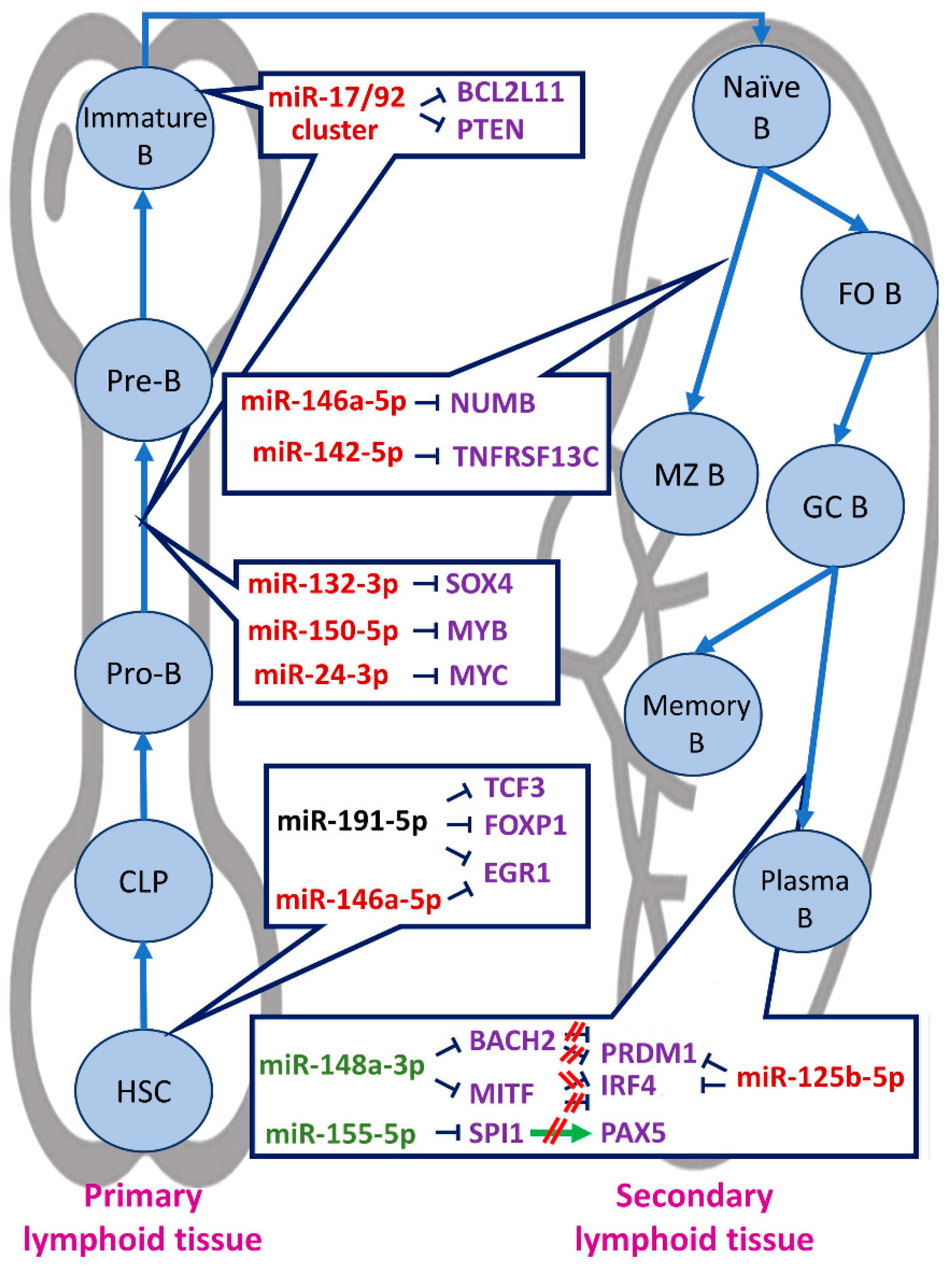 Biomedicines Free Full Text The Multifaceted Role And Utility Of Micrornas In Indolent B Cell Non Hodgkin Lymphomas Html