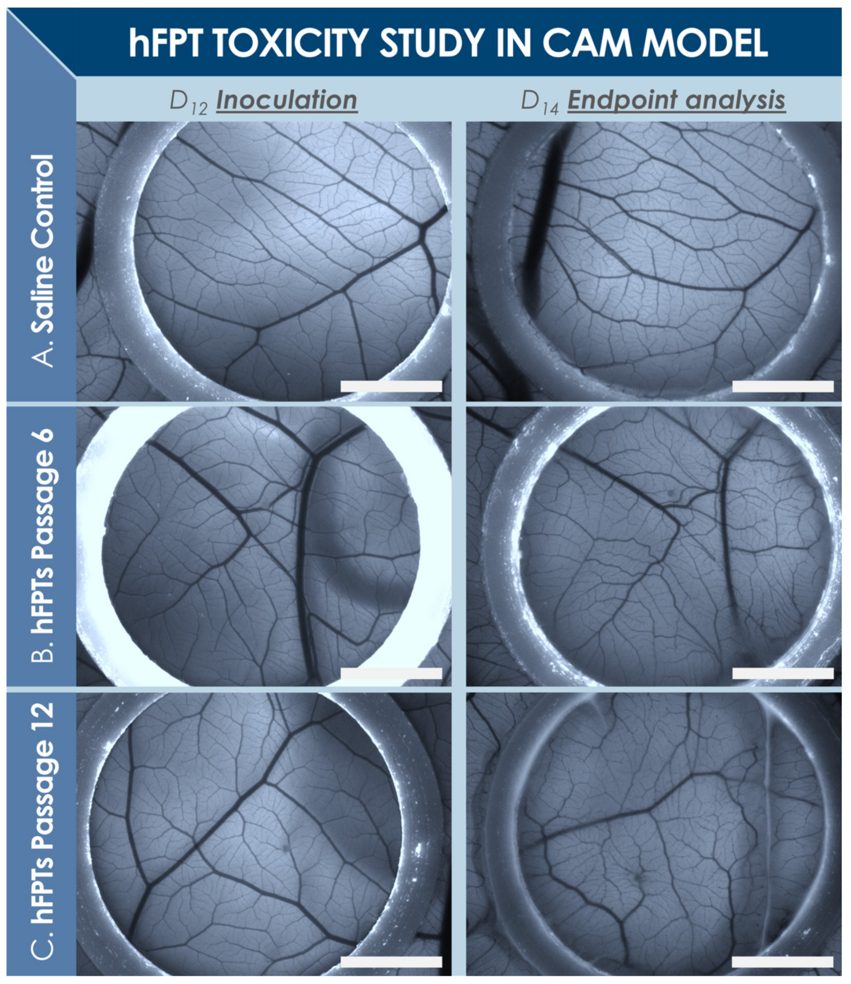 Biomedicines 09 00380 g004