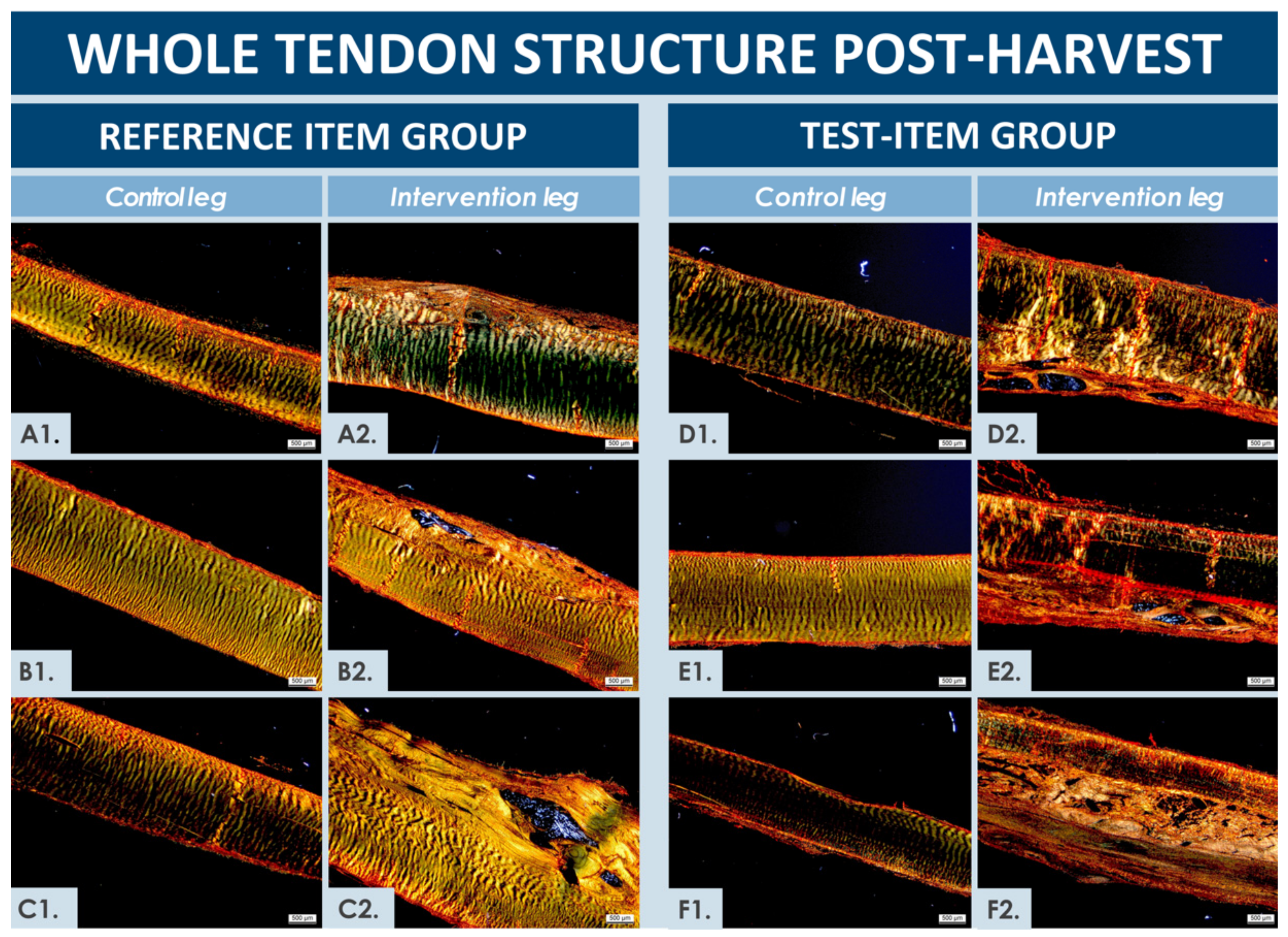Biomedicines 09 00380 g005