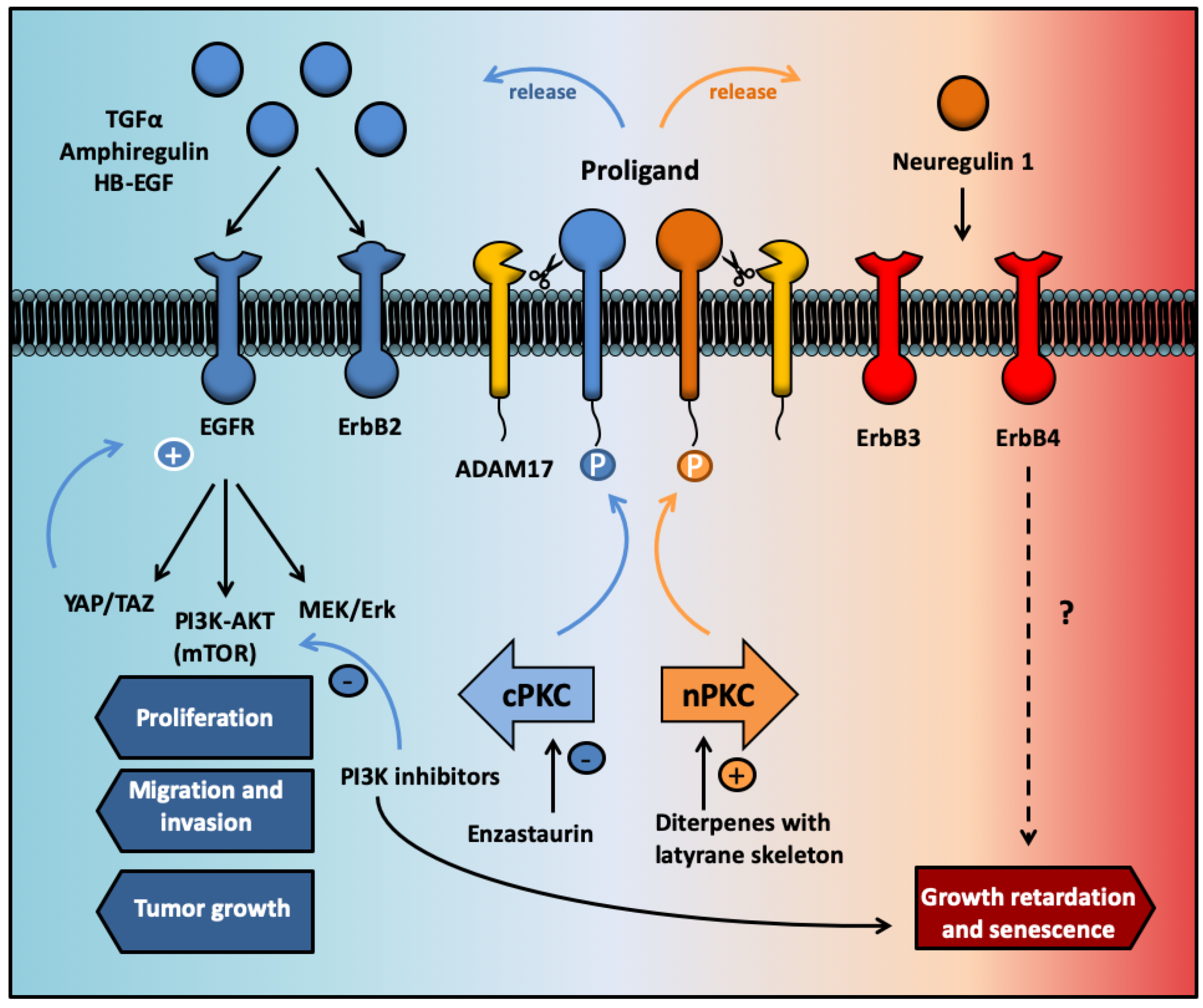 Biomedicines 09 00381 g004 Biomedicines 09 00381 g004