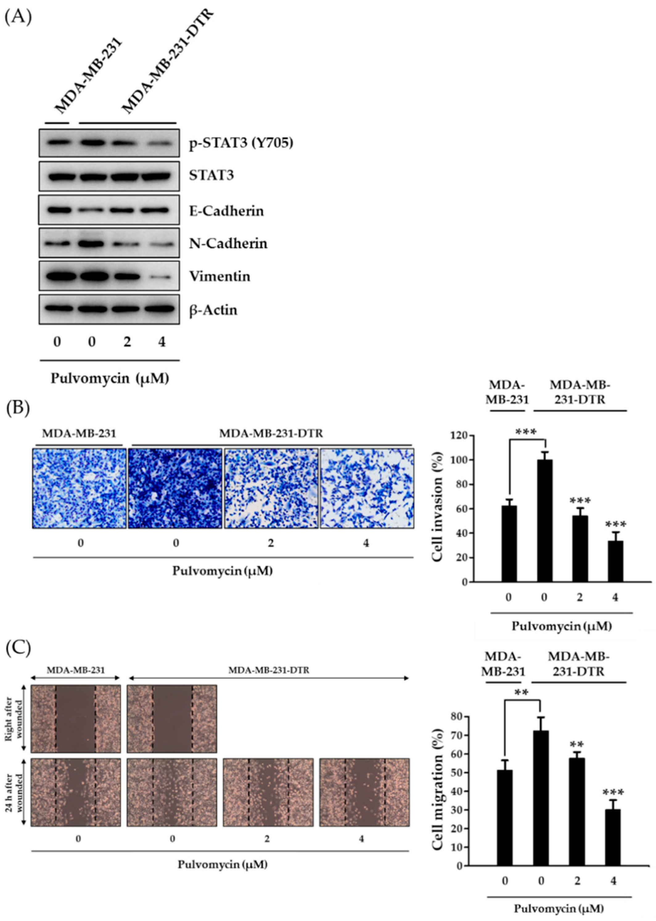 MC0704 is a STAT3 Inhibitor for Triple-negative Breast Cancer