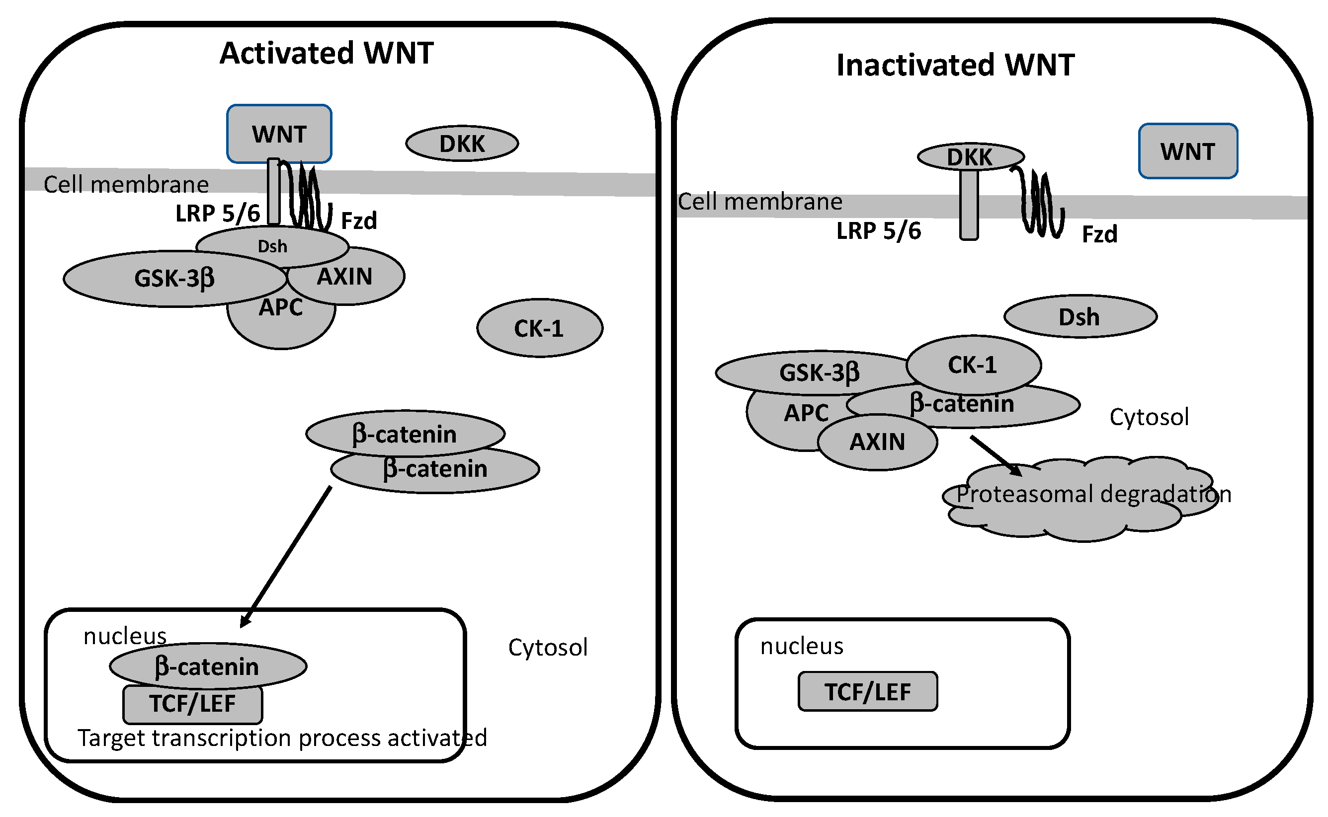 Biomedicines | Free Full-Text | Lithium and Atypical Antipsychotics: The  Possible WNT/β Pathway Target in Glaucoma
