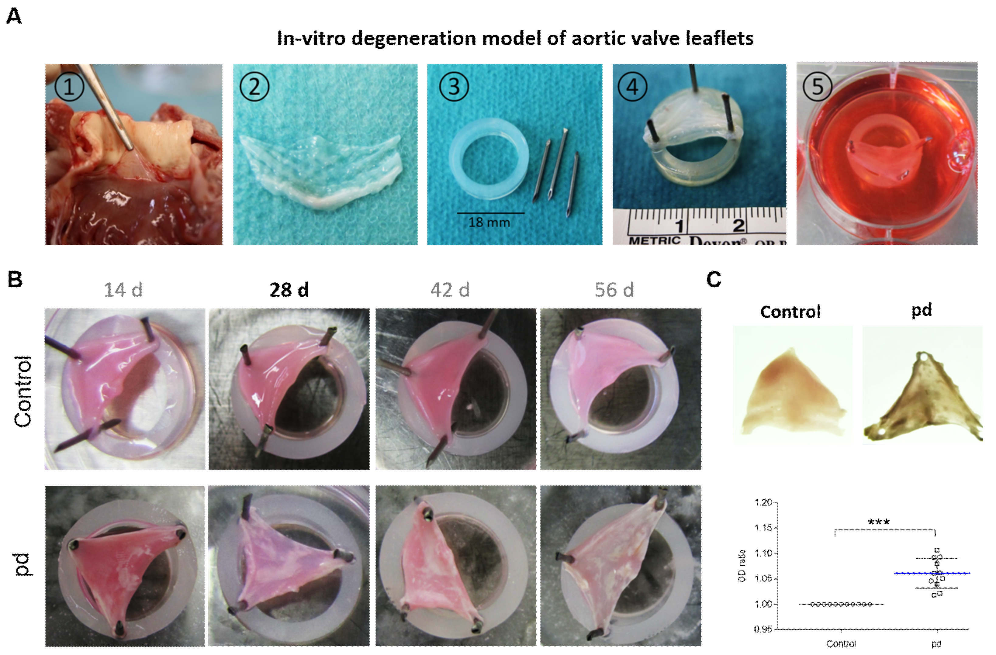 Biomedicines | Free Full-Text | Reproducible In Vitro Tissue Culture Model  to Study Basic Mechanisms of Calcific Aortic Valve Disease: Comparative  Analysis to Valvular Interstitials Cells | HTML