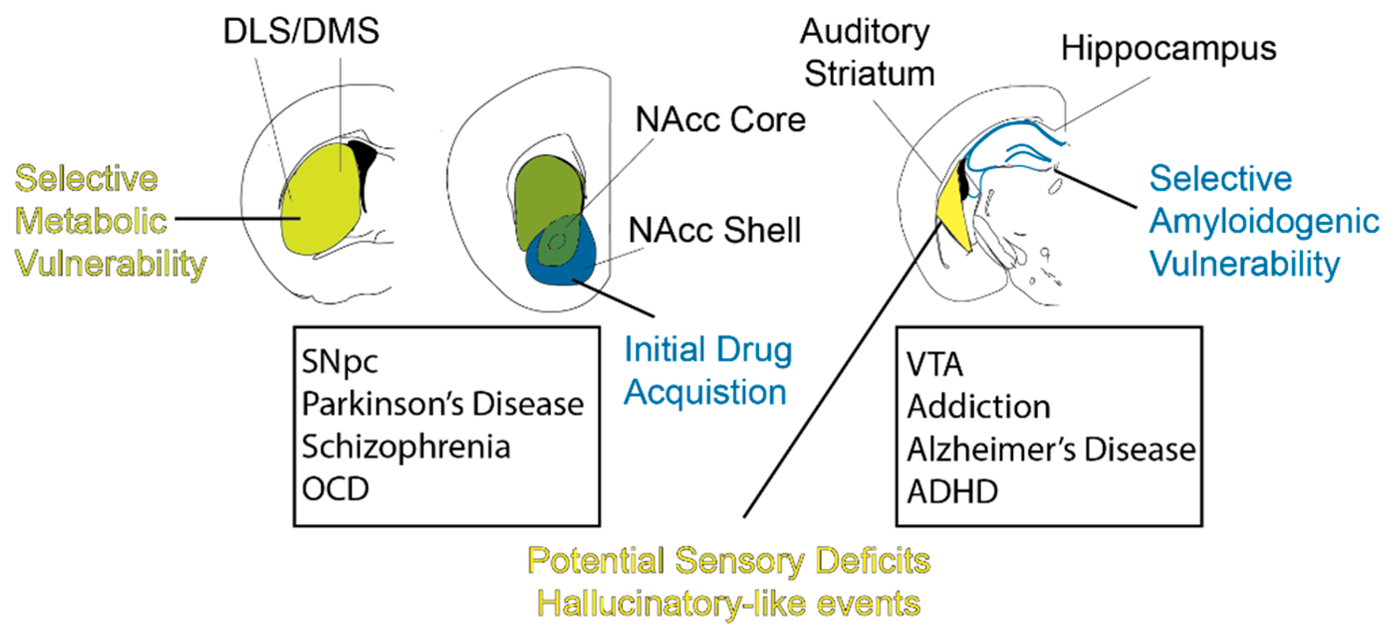 Biomedicines Free Full Text Integrating The Roles Of Midbrain