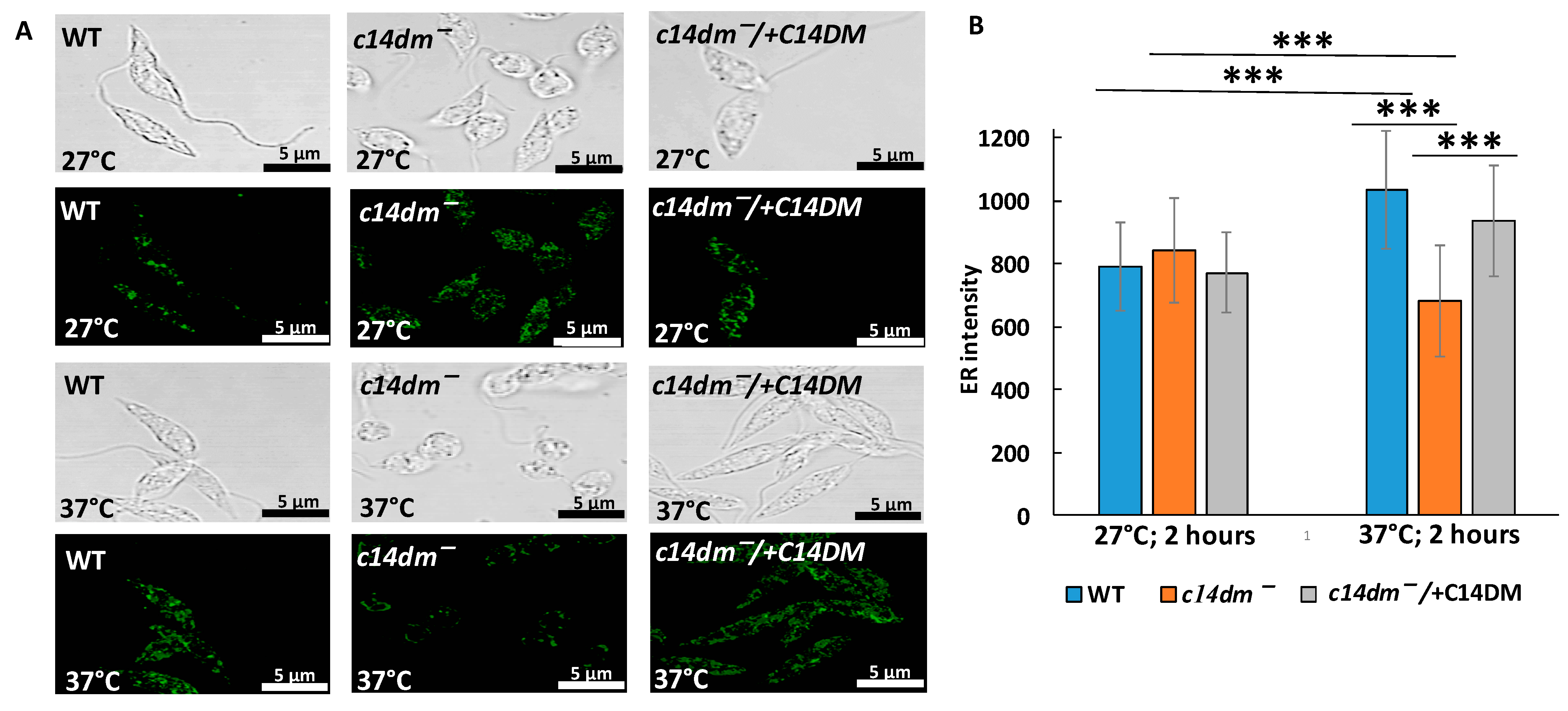 Biomedicines 09 00696 g009