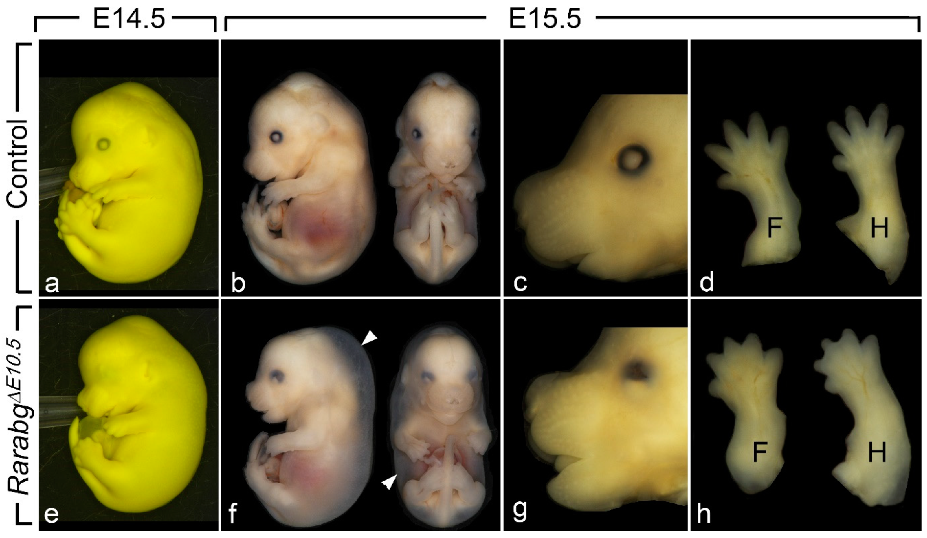 Biomedicines 09 00742 g001