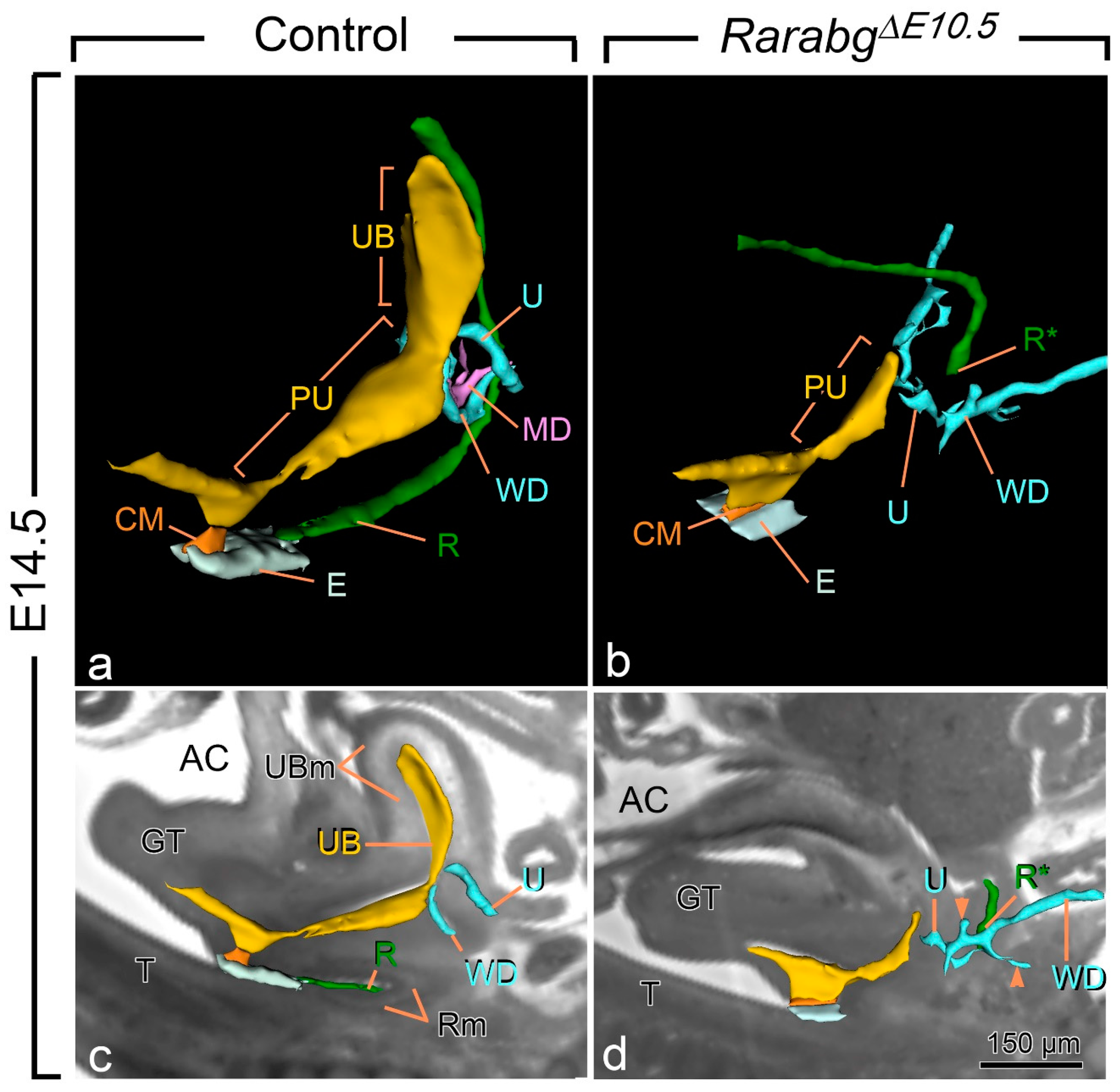 Biomedicines 09 00742 g002