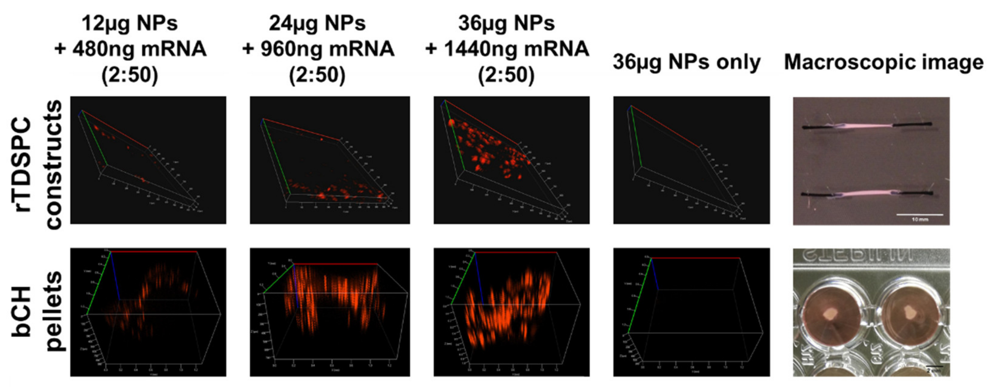 Biomedicines 09 00794 g007