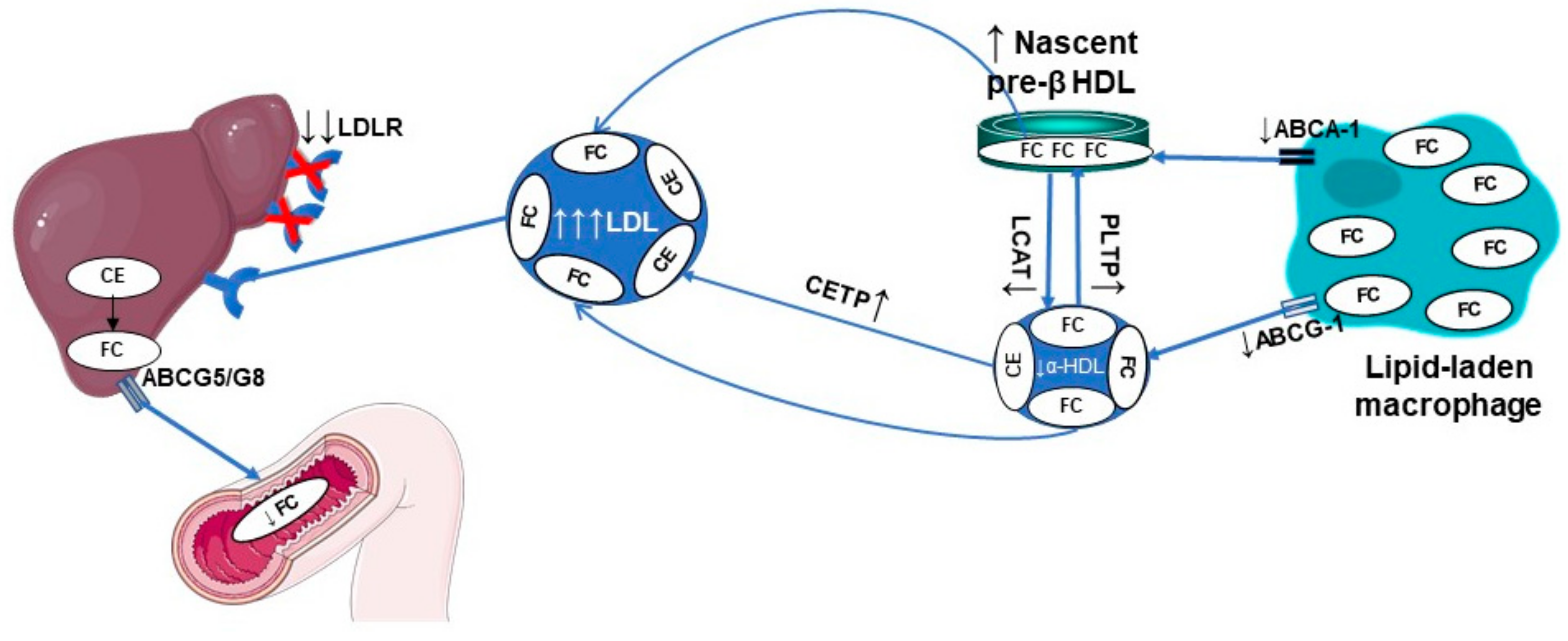 Biomedicines 09 00810 g004