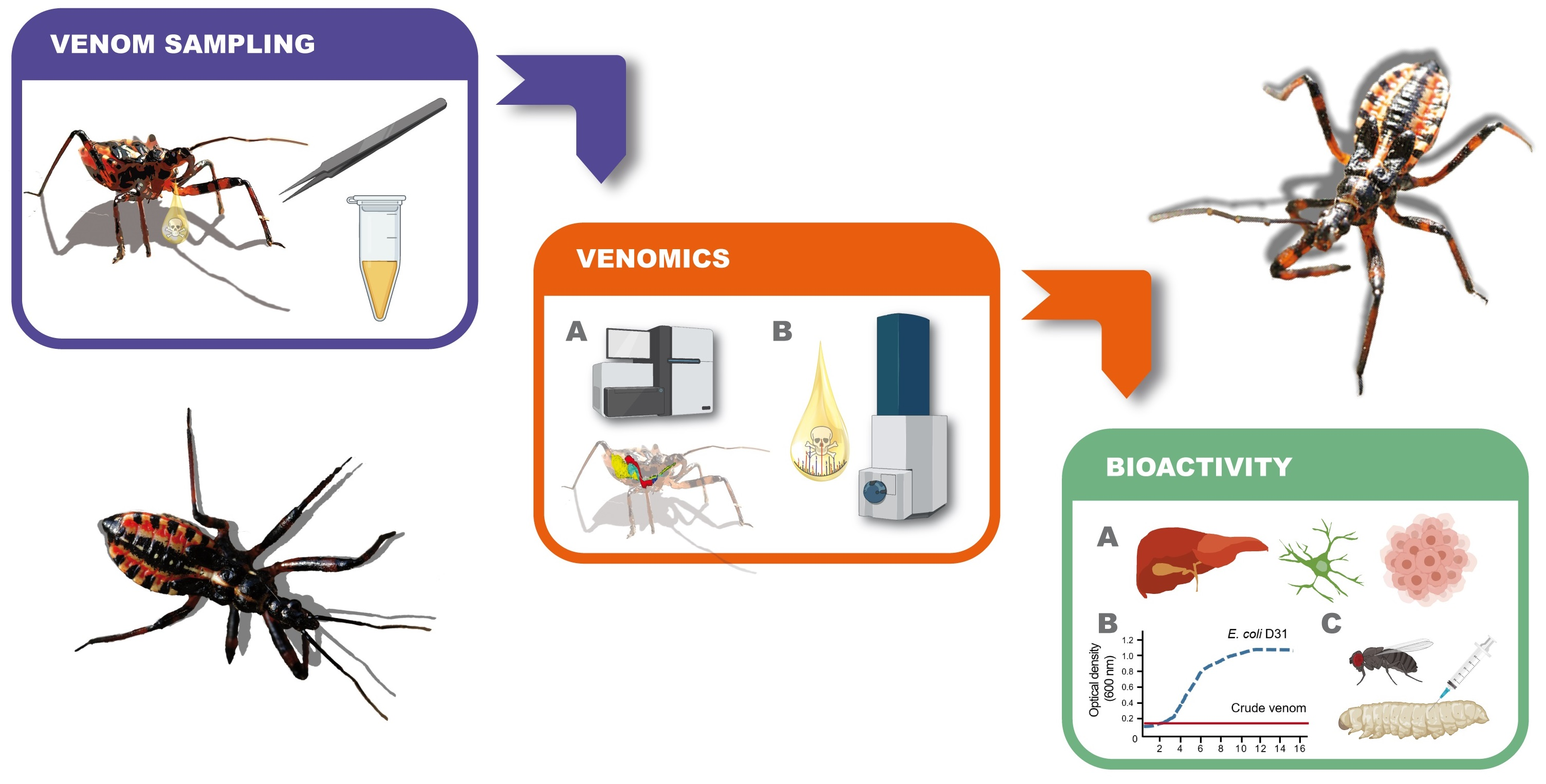 Biomedicines | Free Full-Text | Hexapod Assassins' Potion: Venom  Composition and Bioactivity from the Eurasian Assassin Bug Rhynocoris  iracundus | HTML