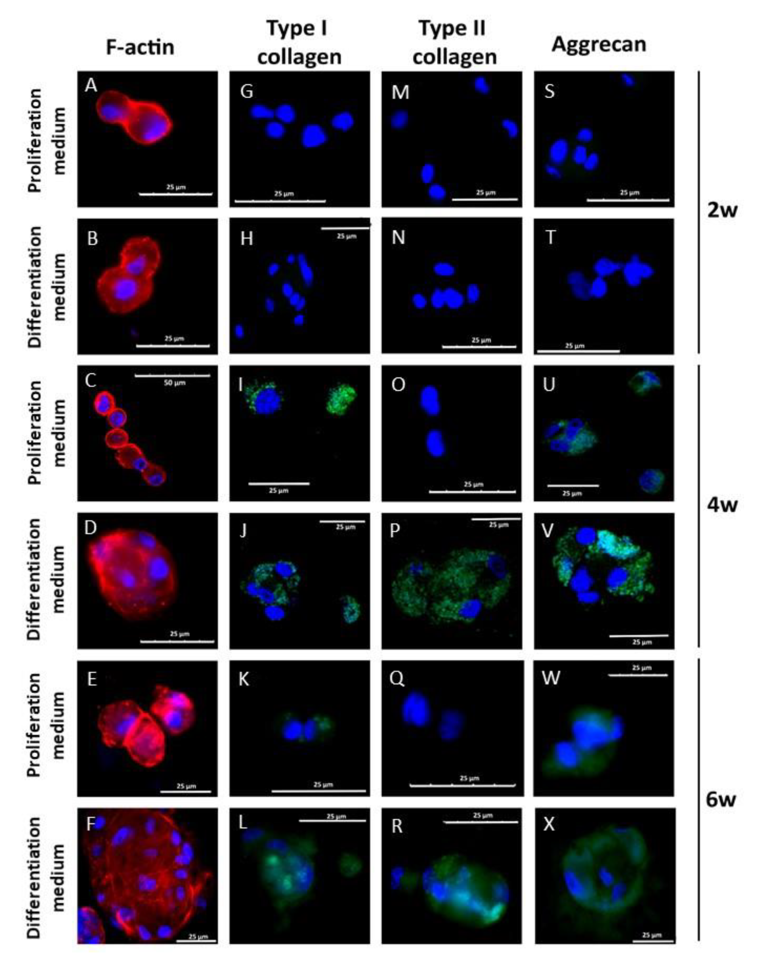 Biomedicines 09 00834 g007