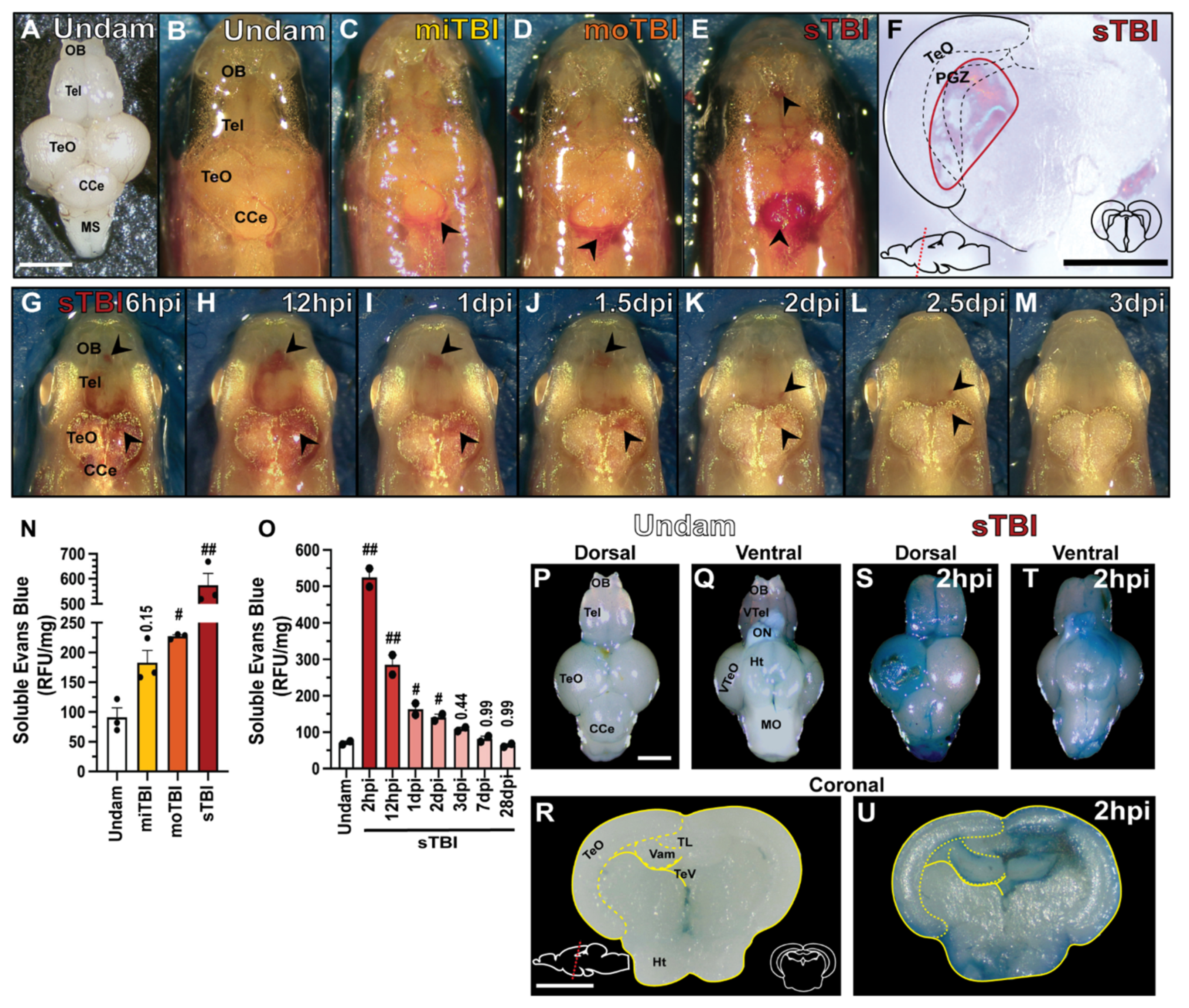 Biomedicines 09 00861 g002
