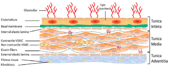 Biomedicines | Free Full-Text | High Na+ Salt Diet and Remodeling of  Vascular Smooth Muscle and Endothelial Cells | HTML