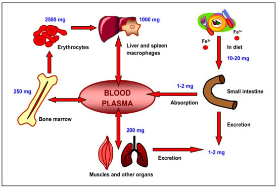 Biomedicines Free Full Text Lactoferrin For Prevention And Treatment Of Anemia And 2302