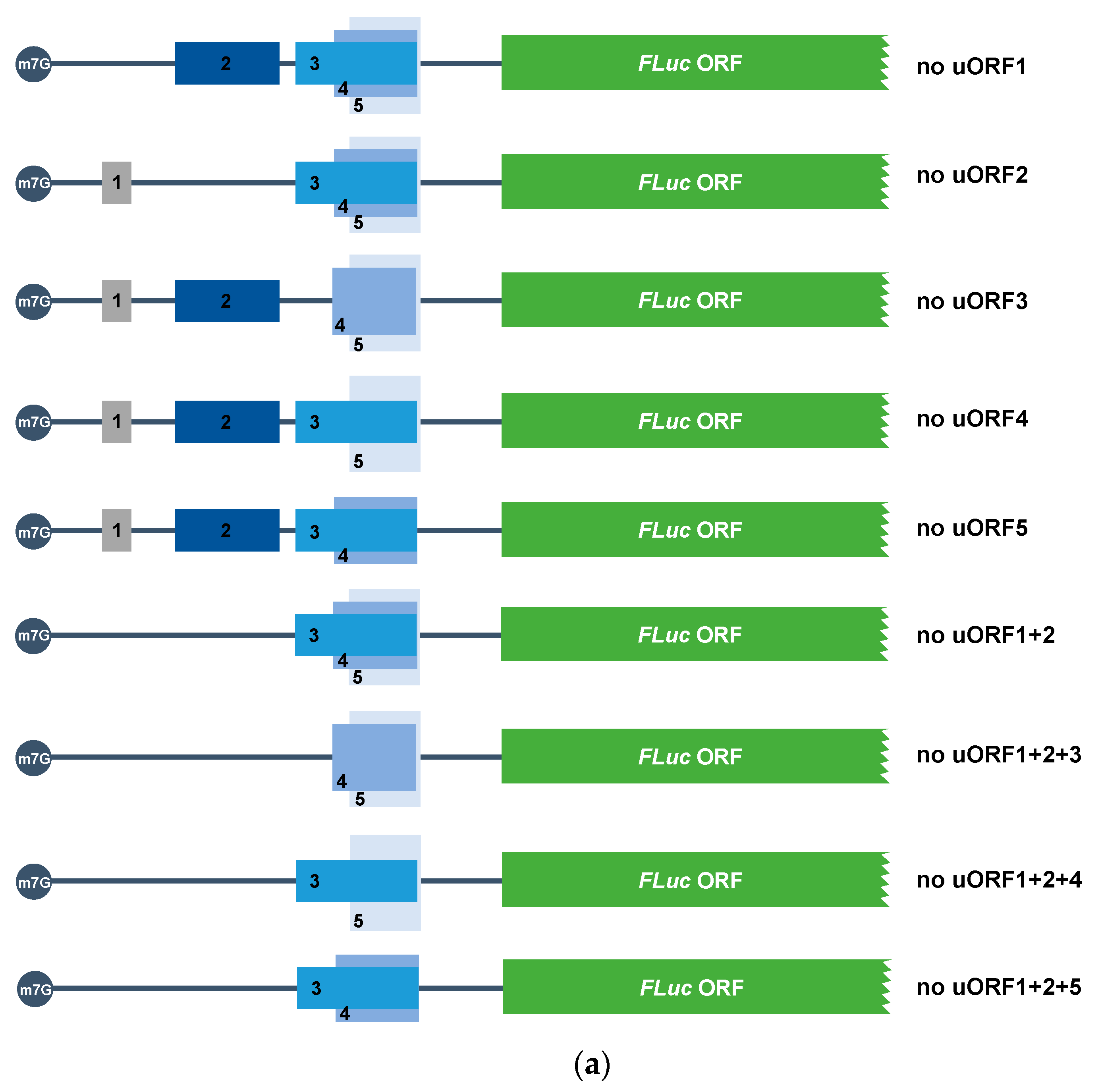 Biomedicines 09 00911 g008a