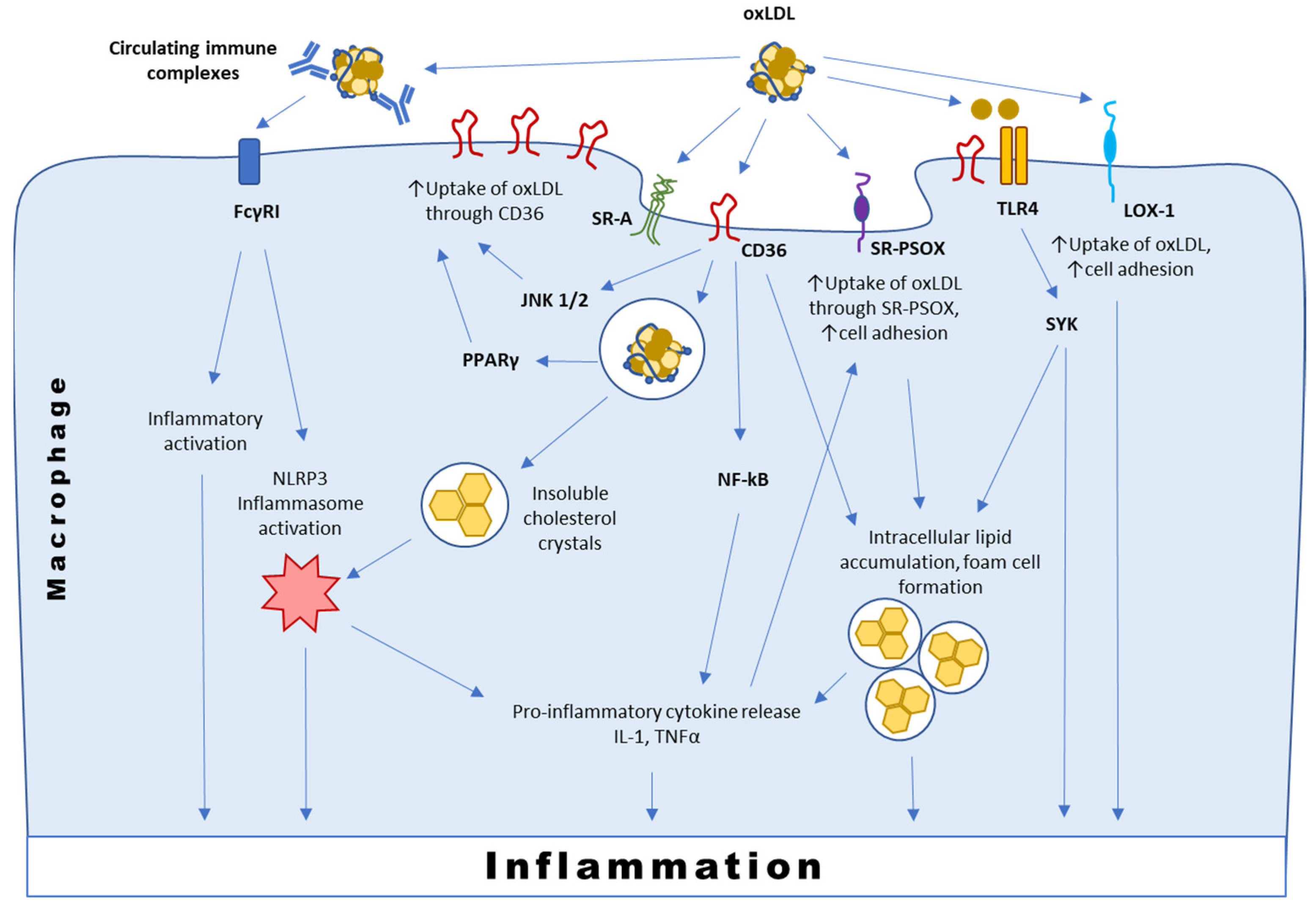 Biomedicines 09 00915 g002 Biomedicines 09 00915 g002