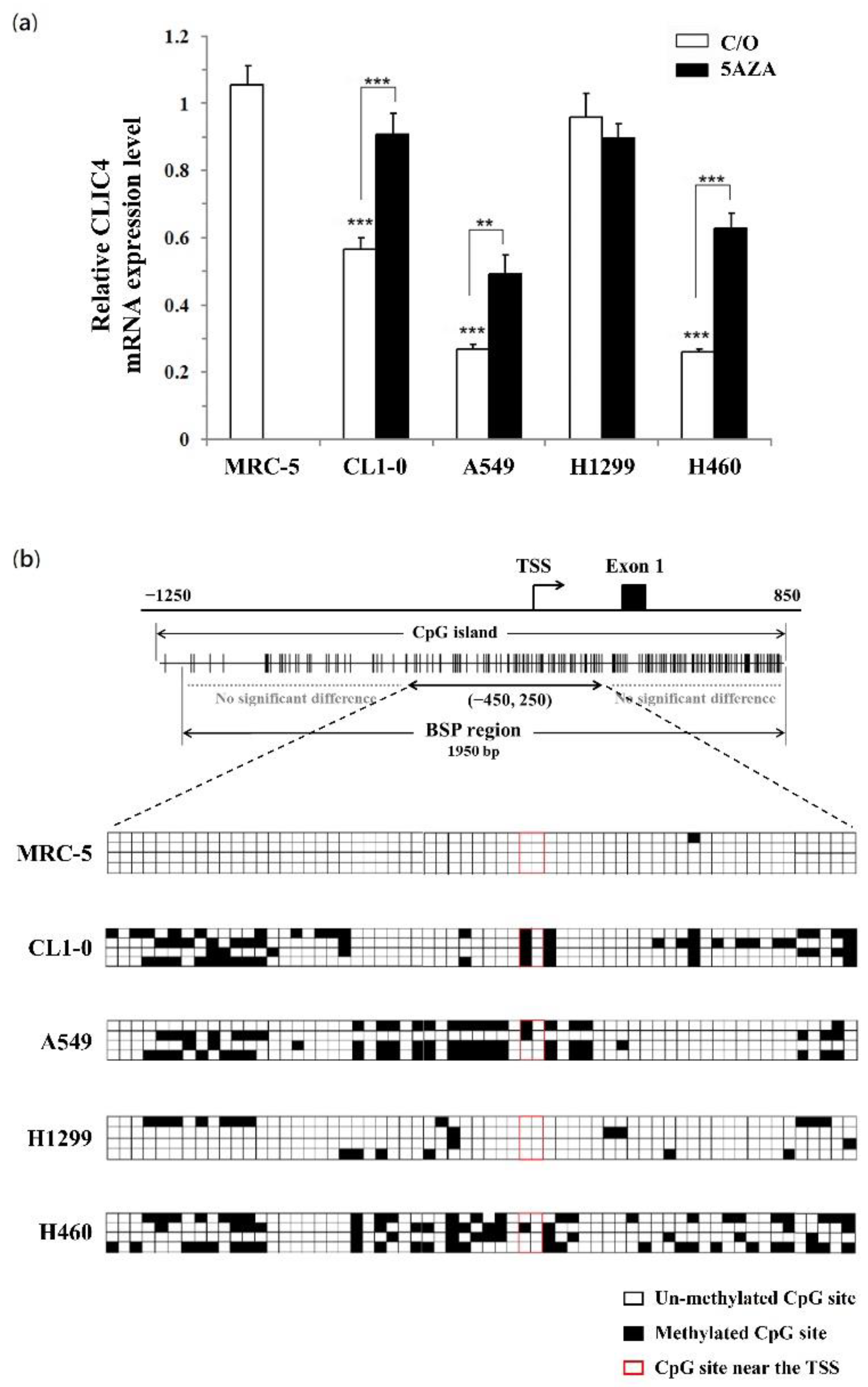 DNA Hypermethylation Involves In The Down-Regulation Of Chloride ...