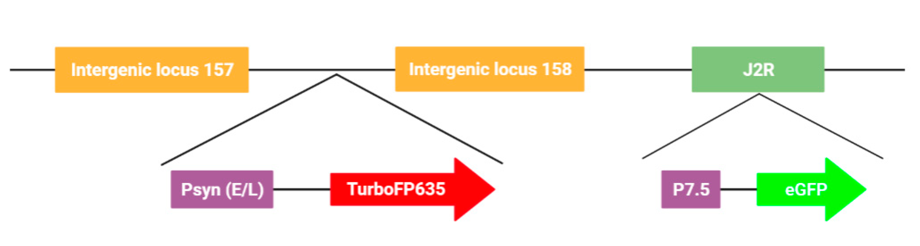 Biomedicines 09 01032 g002