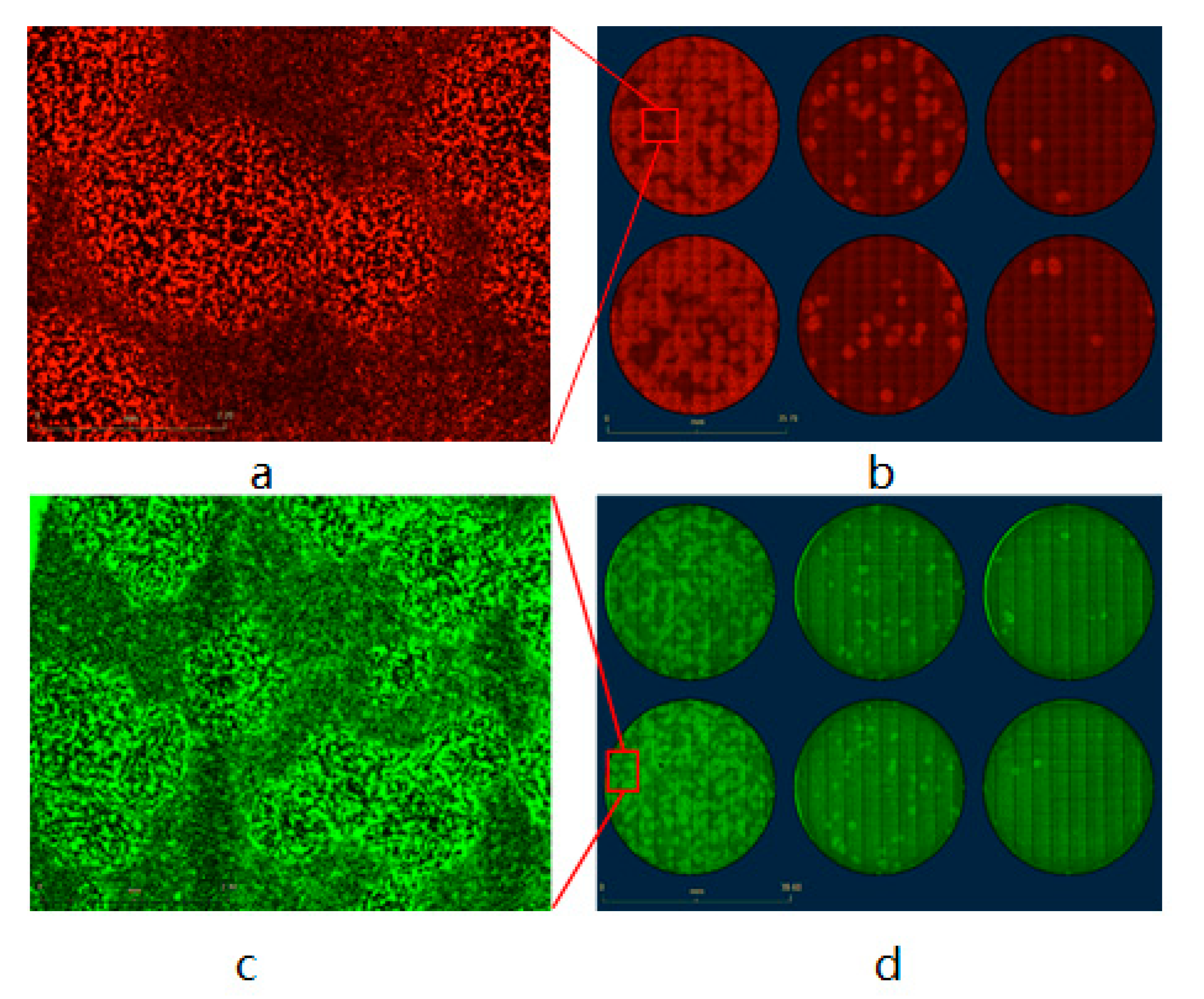 Biomedicines 09 01032 g007