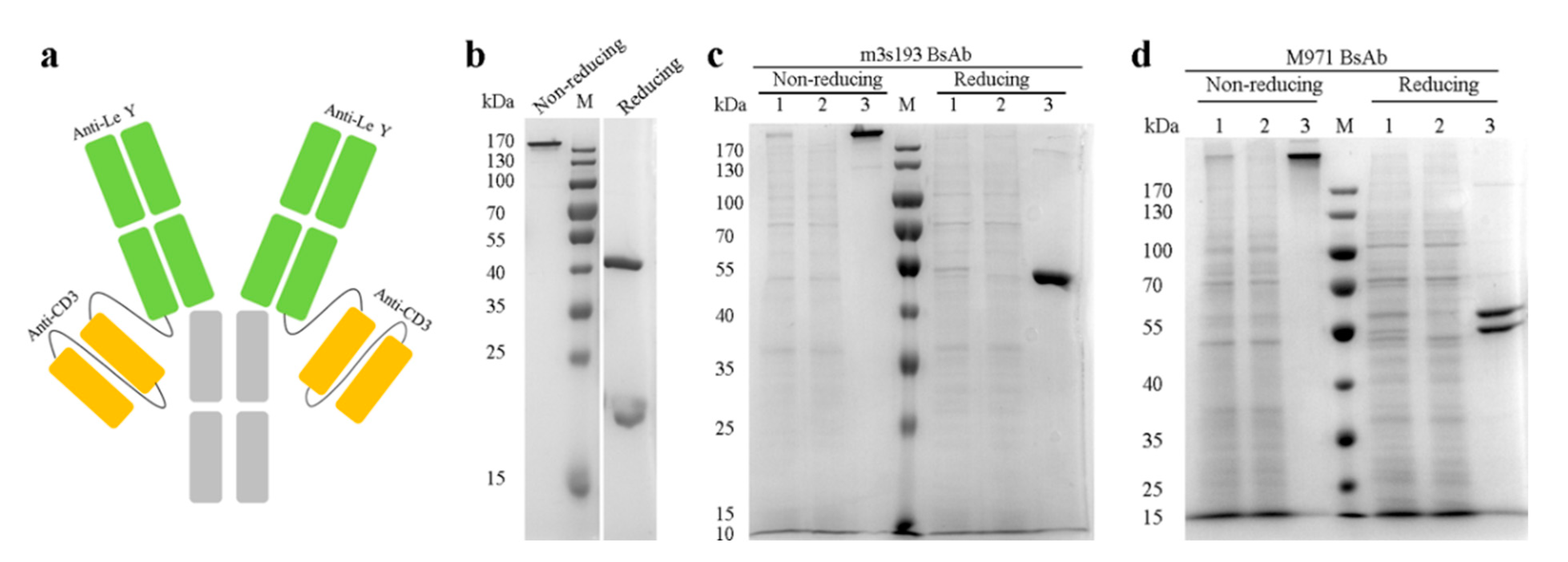 Biomedicines | Free Full-Text | A Novel Bispecific Antibody Targeting ...