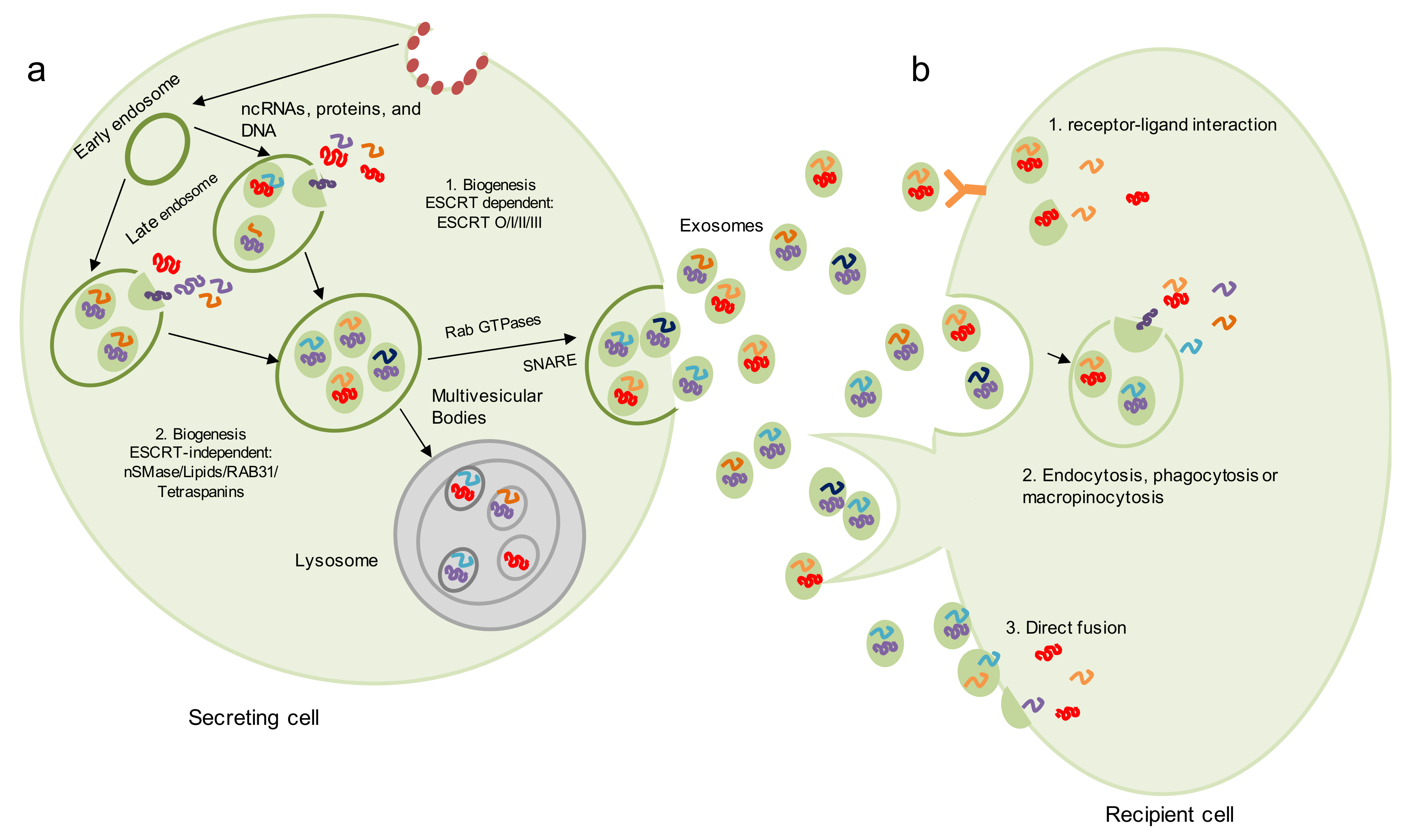 Biomedicines | Free Full-Text | Exosomes: Potential Disease Biomarkers and  New Therapeutic Targets | HTML