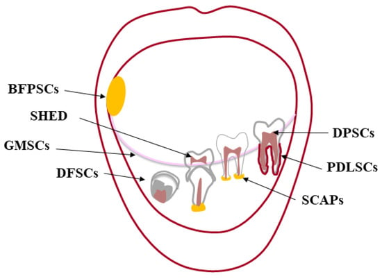 Biomedicines | Free Full-Text | Oral Cavity as a Source of Mesenchymal Stem  Cells Useful for Regenerative Medicine in Dentistry