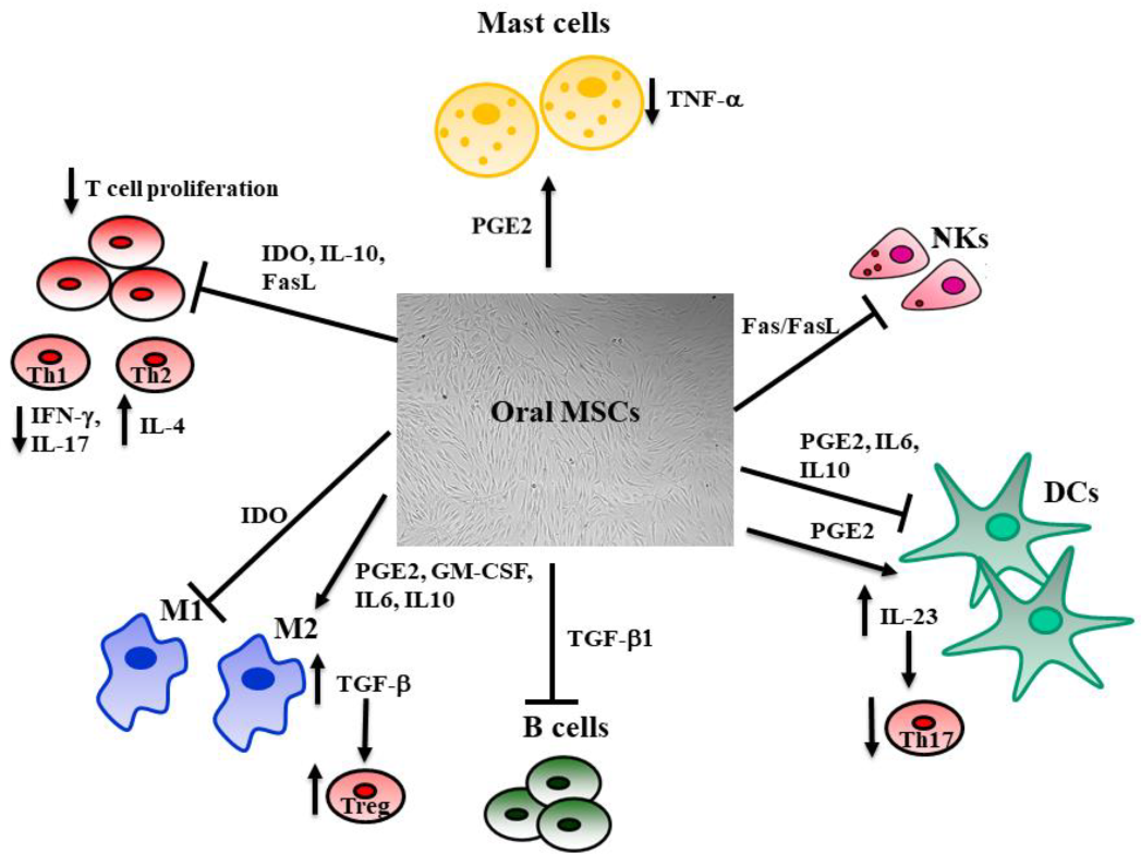 Biomedicines 09 01085 g002
