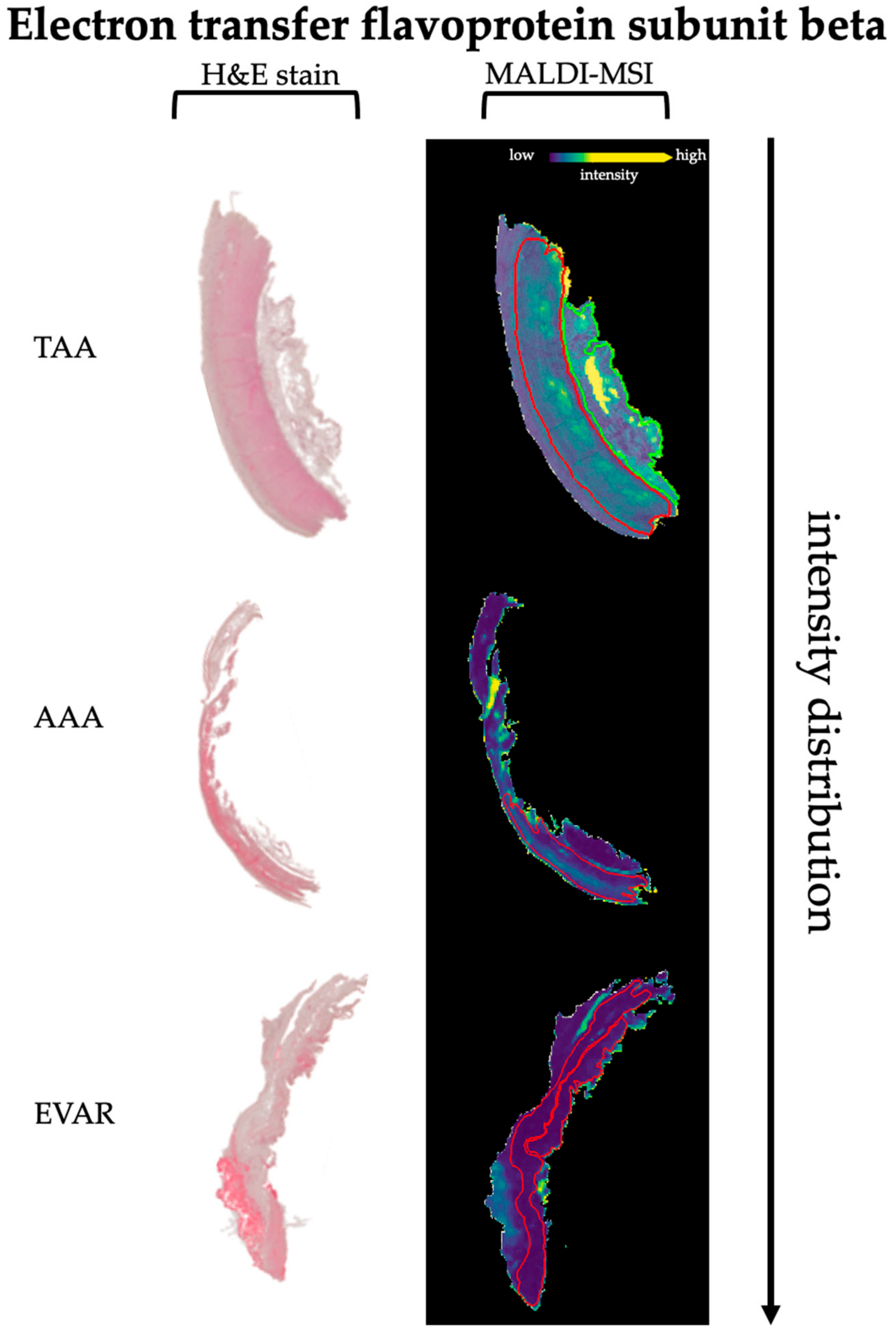 Biomedicines 09 01088 g002