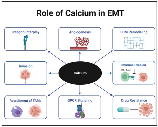 Biomedicines | Free Full-Text | Role Of Calcium Homeostasis In Modulating  Emt In Cancer | Html