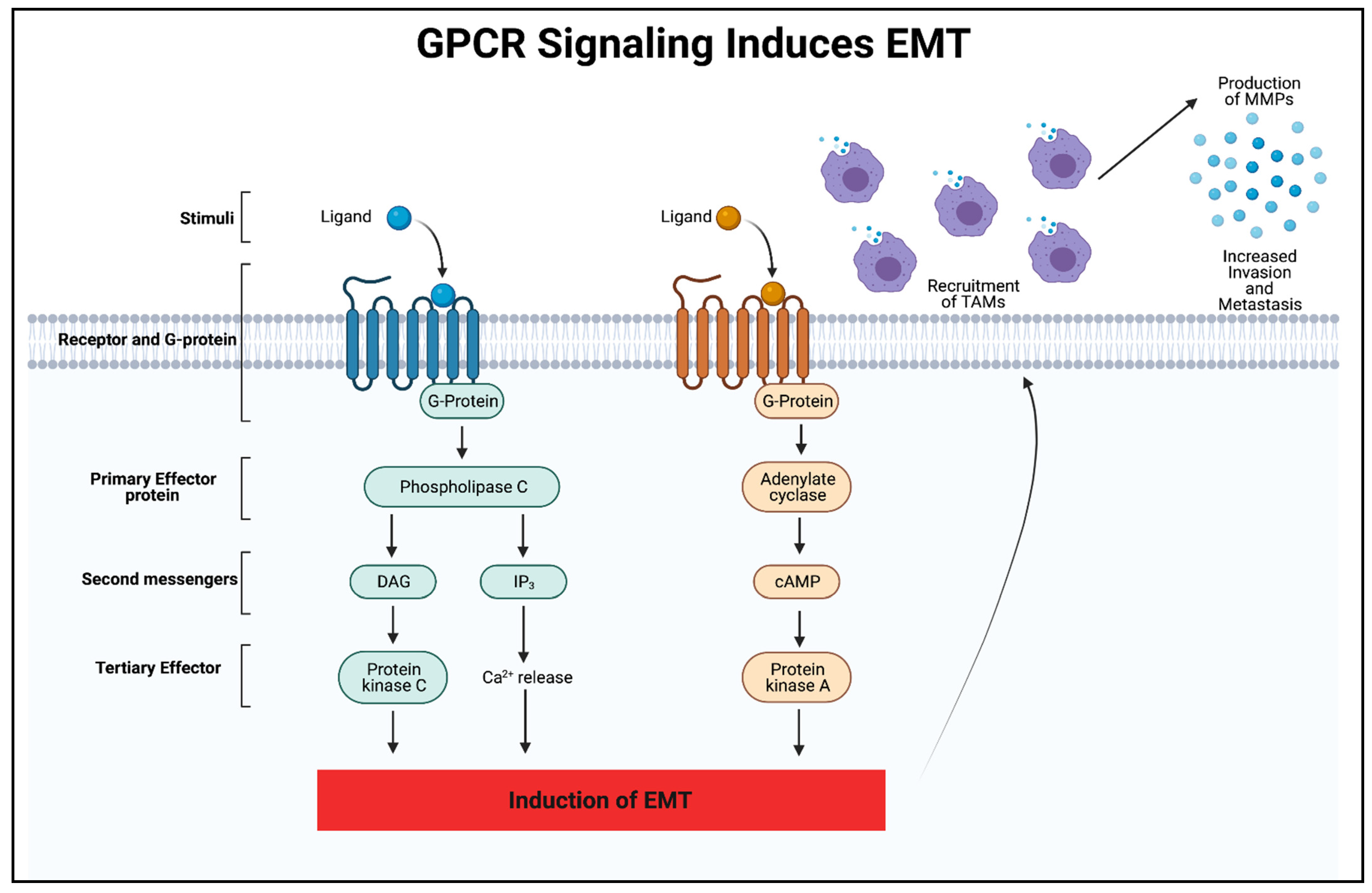 Biomedicines 09 01200 g002 Biomedicines 09 01200 g002