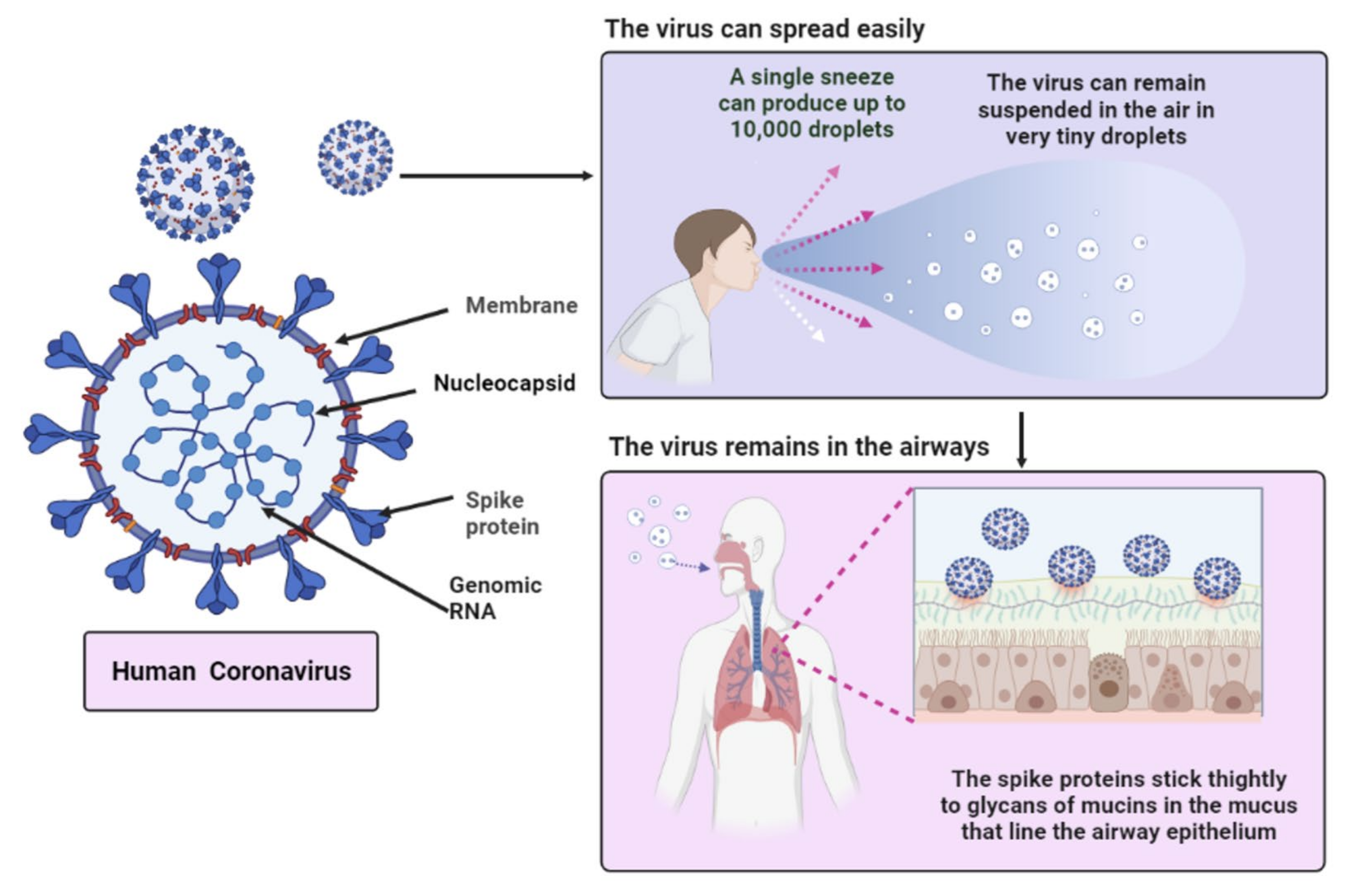 Biomedicines 09 01266 g002