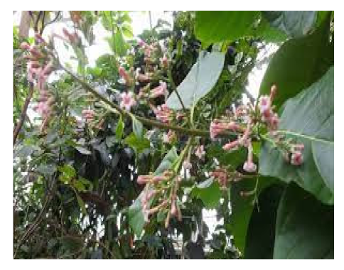 Biomedicines 09 01266 i003