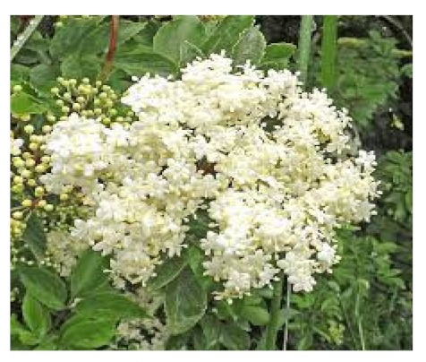 Biomedicines 09 01266 i007