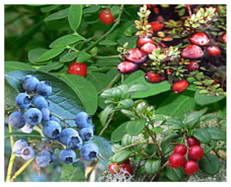 Biomedicines 09 01266 i011