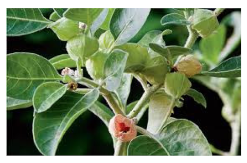 Biomedicines 09 01266 i013