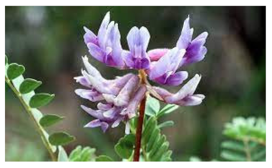 Biomedicines 09 01266 i017