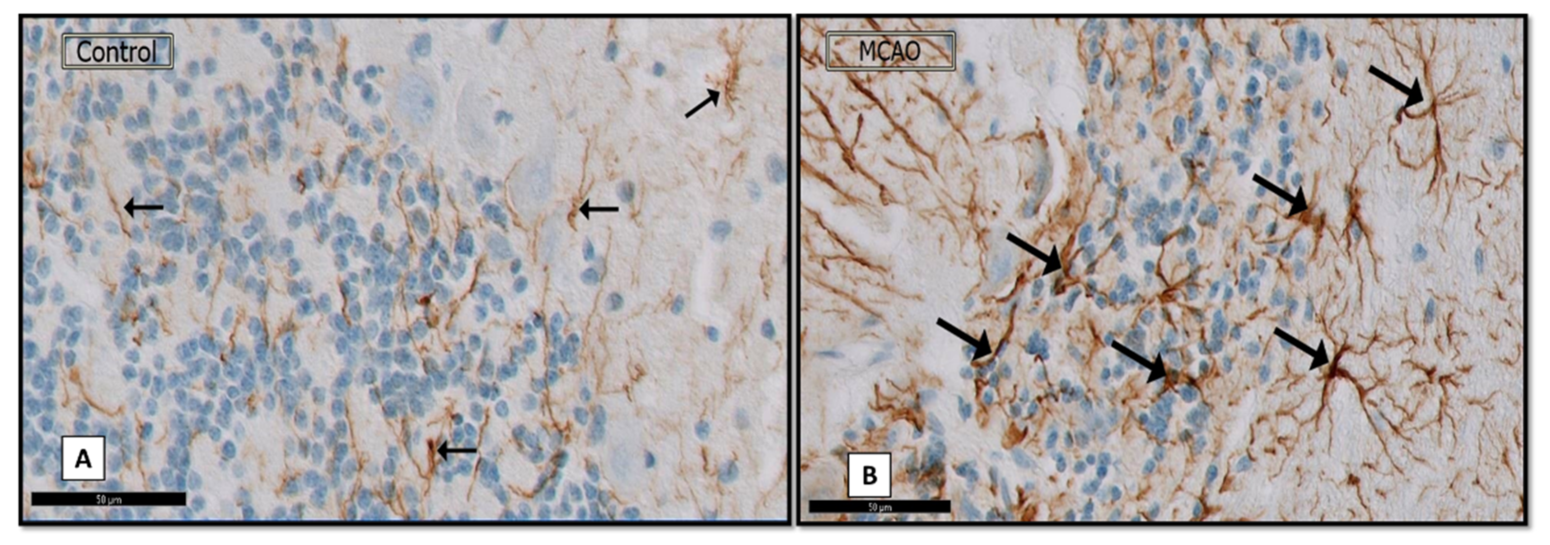 Biomedicines 09 01267 g004