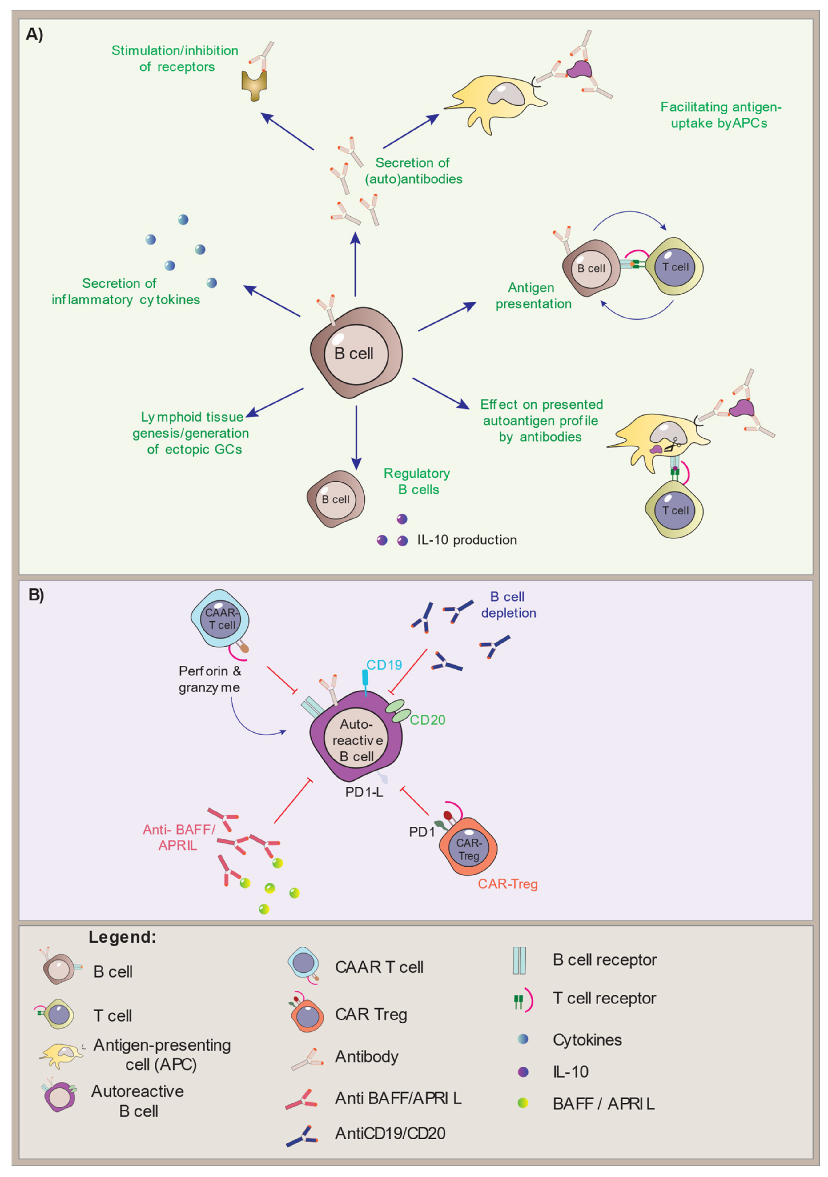 Biomedicines | Free Full-Text | B Cells And Autoantibodies In AIRE ...